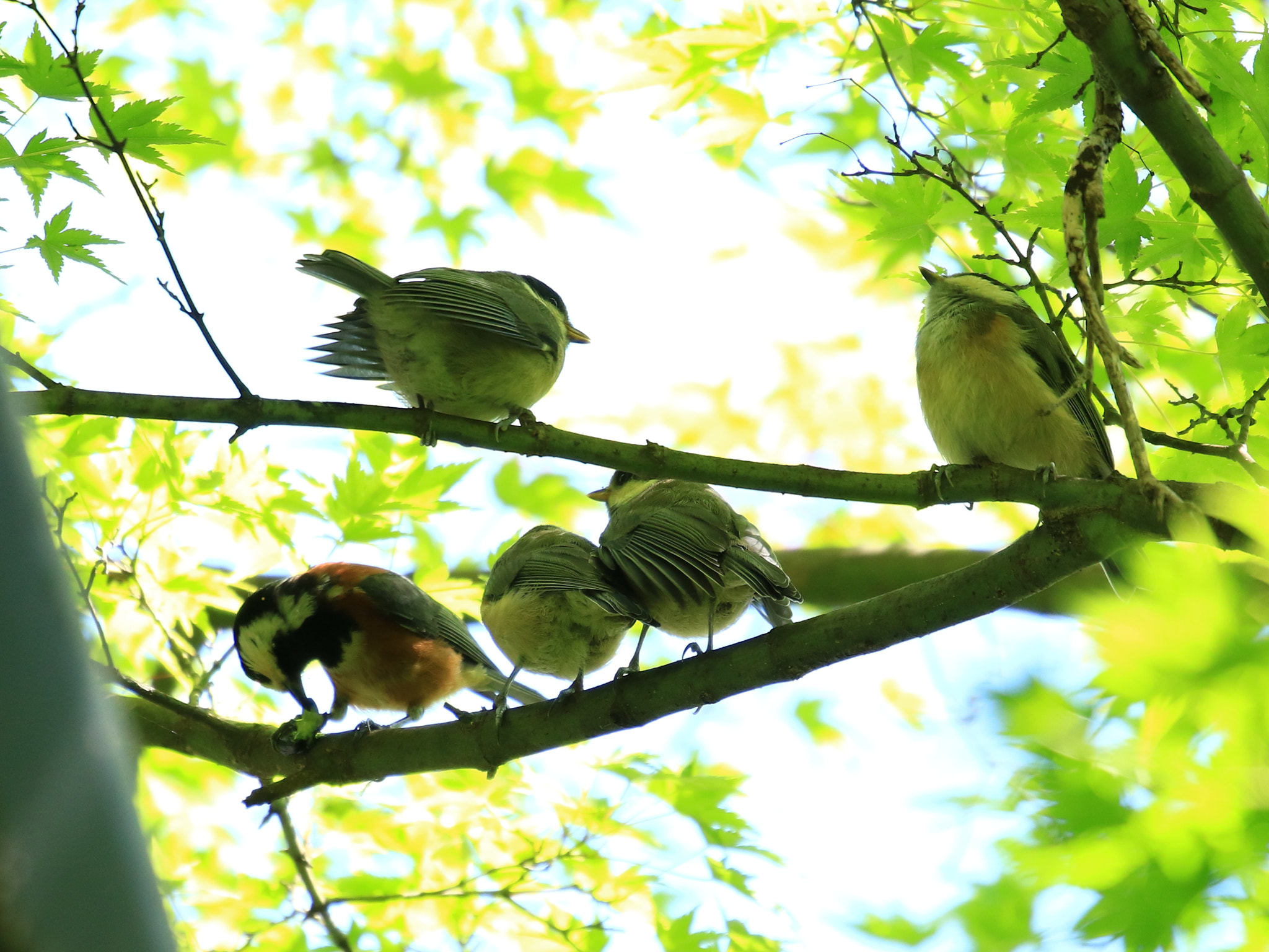 Canon EOS 7D Mark II sample photo. ヤマガラ 4兄弟 varied tit photography