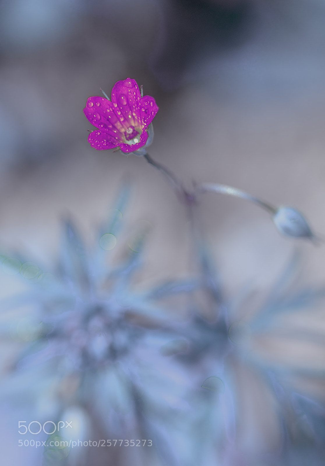 Nikon D610 sample photo. Little flower photography