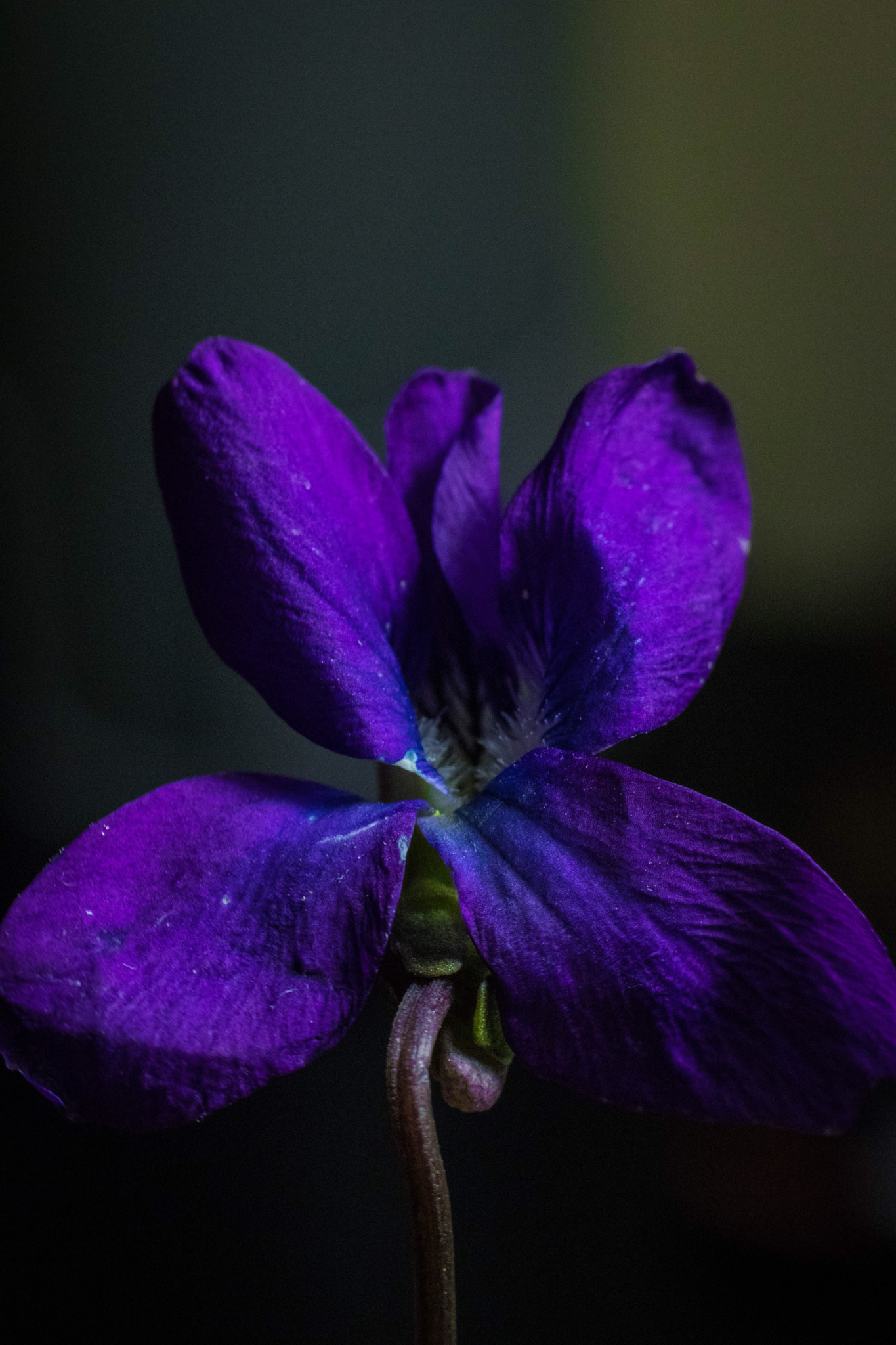 Canon EOS 200D (EOS Rebel SL2 / EOS Kiss X9) sample photo. Purple rain  photography