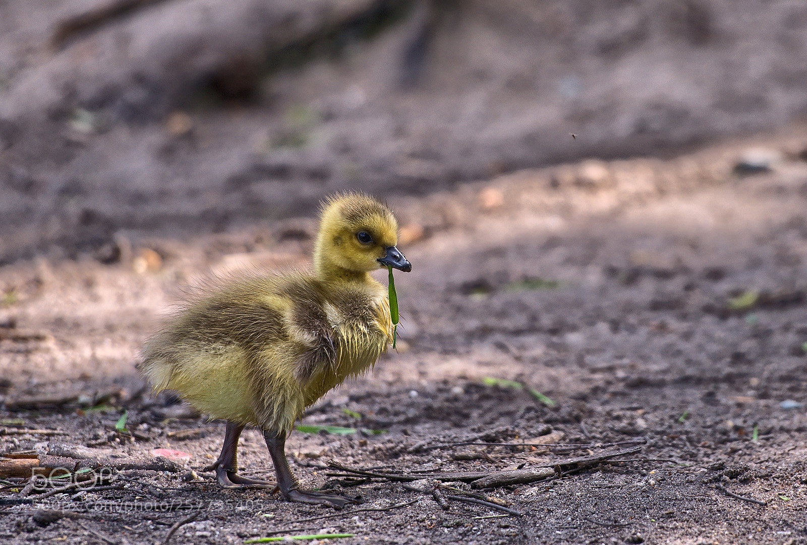 Nikon D800 sample photo. Canadagoose - gosling photography