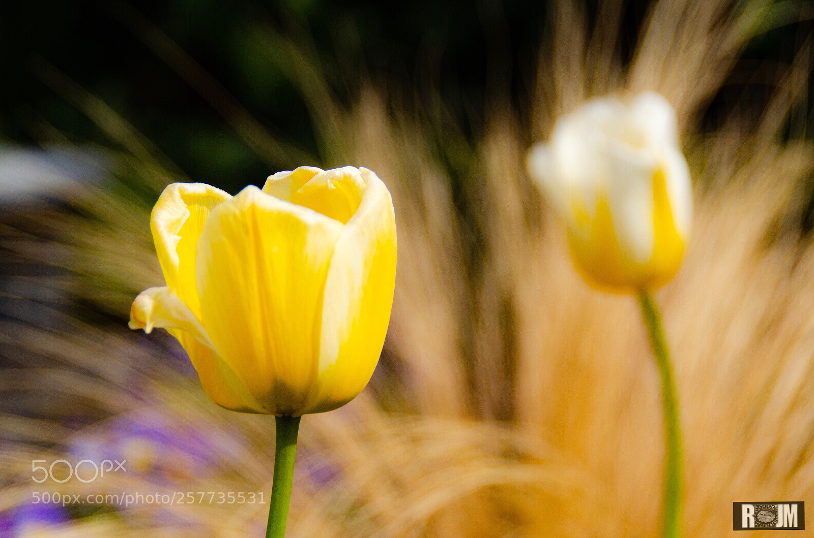 Nikon D7000 sample photo. Yellow tulips photography
