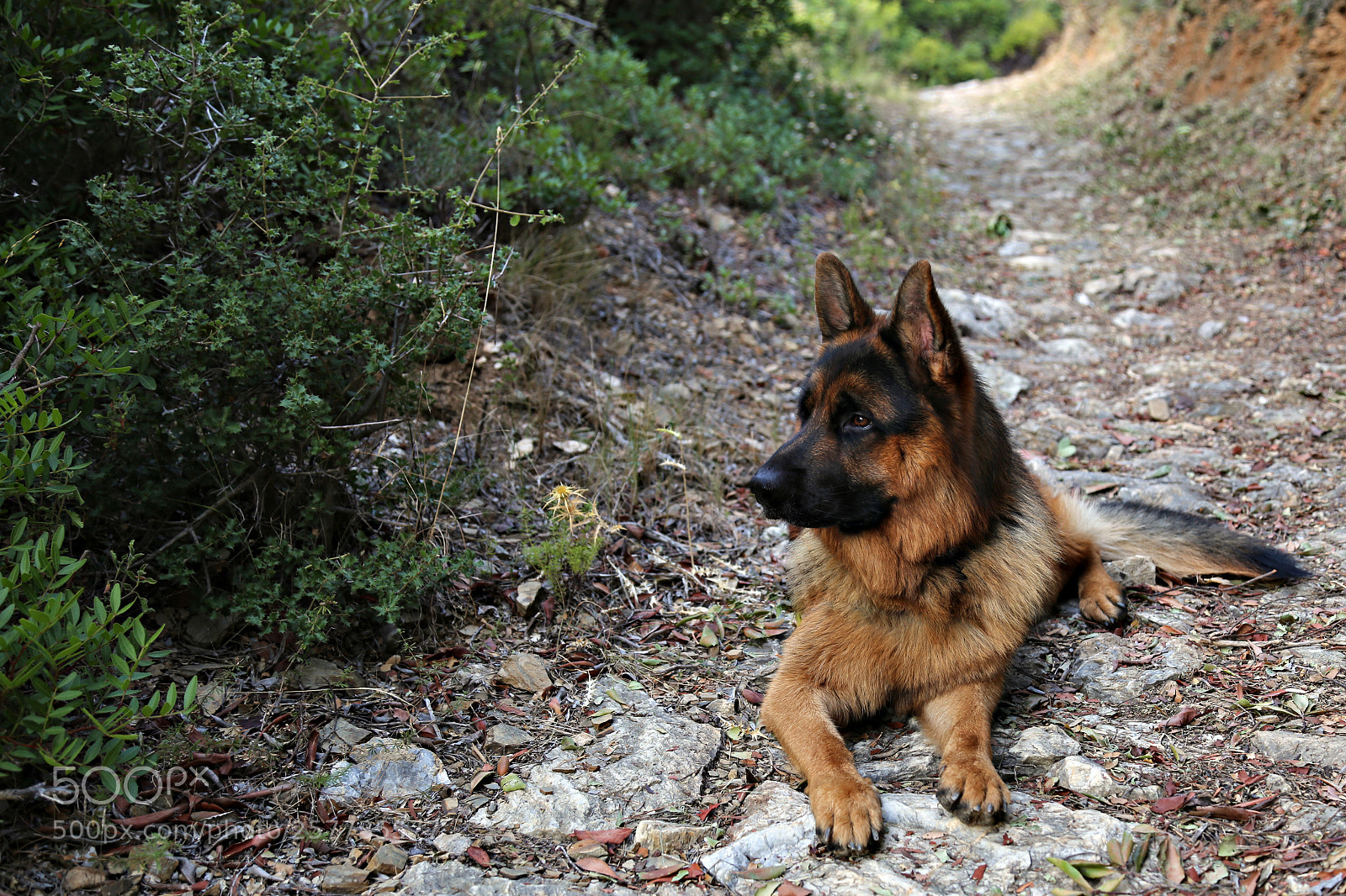 Canon EOS 6D sample photo. Resting photography