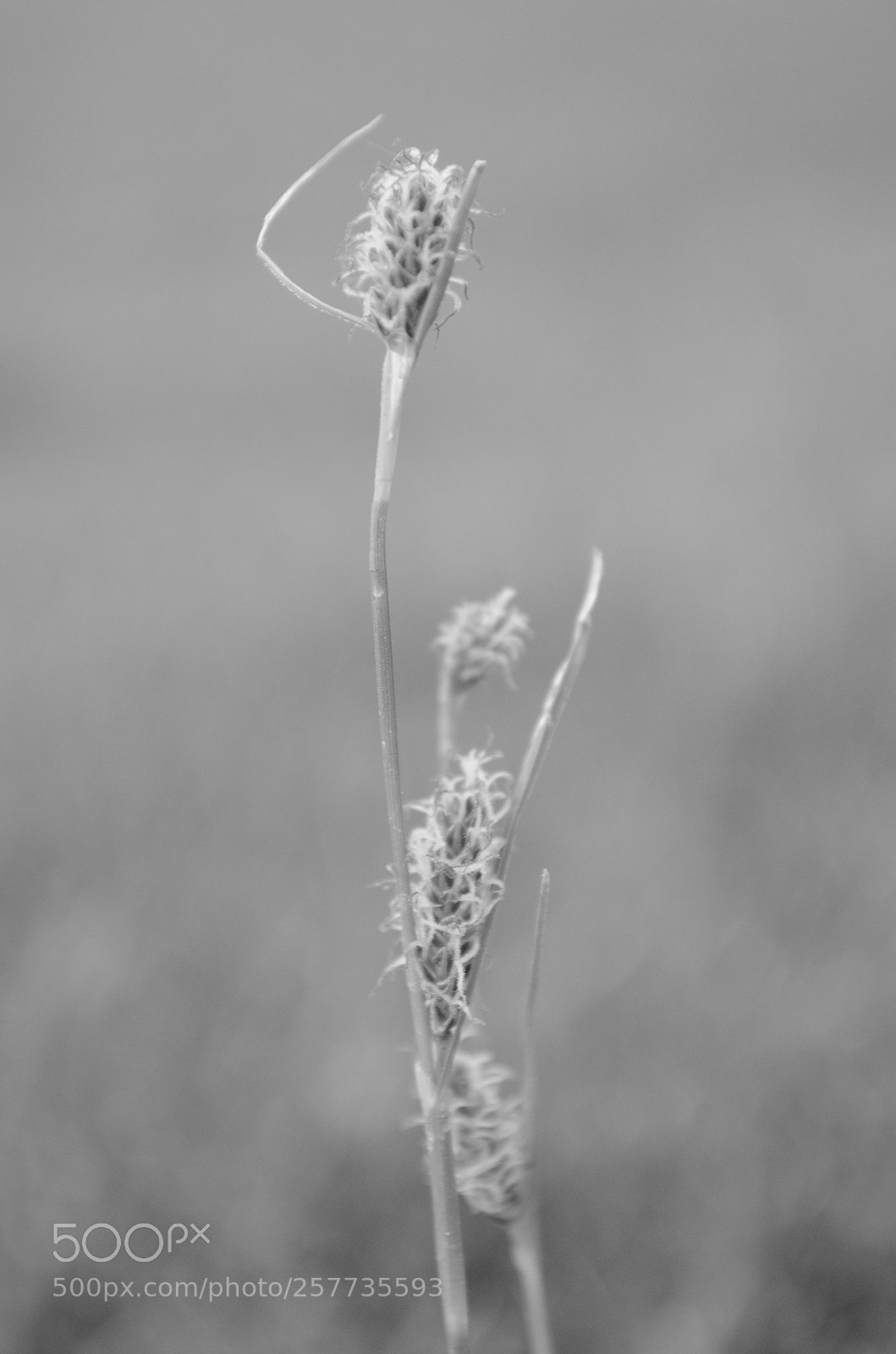Nikon D5100 sample photo. Hello there photography