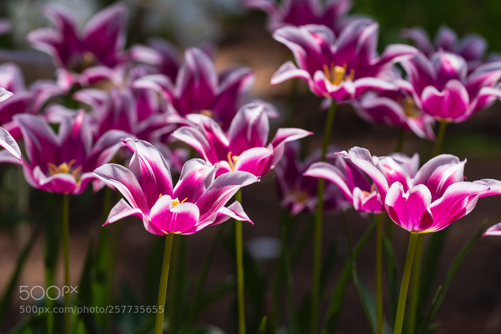 Nikon D810 sample photo. Tulip photography