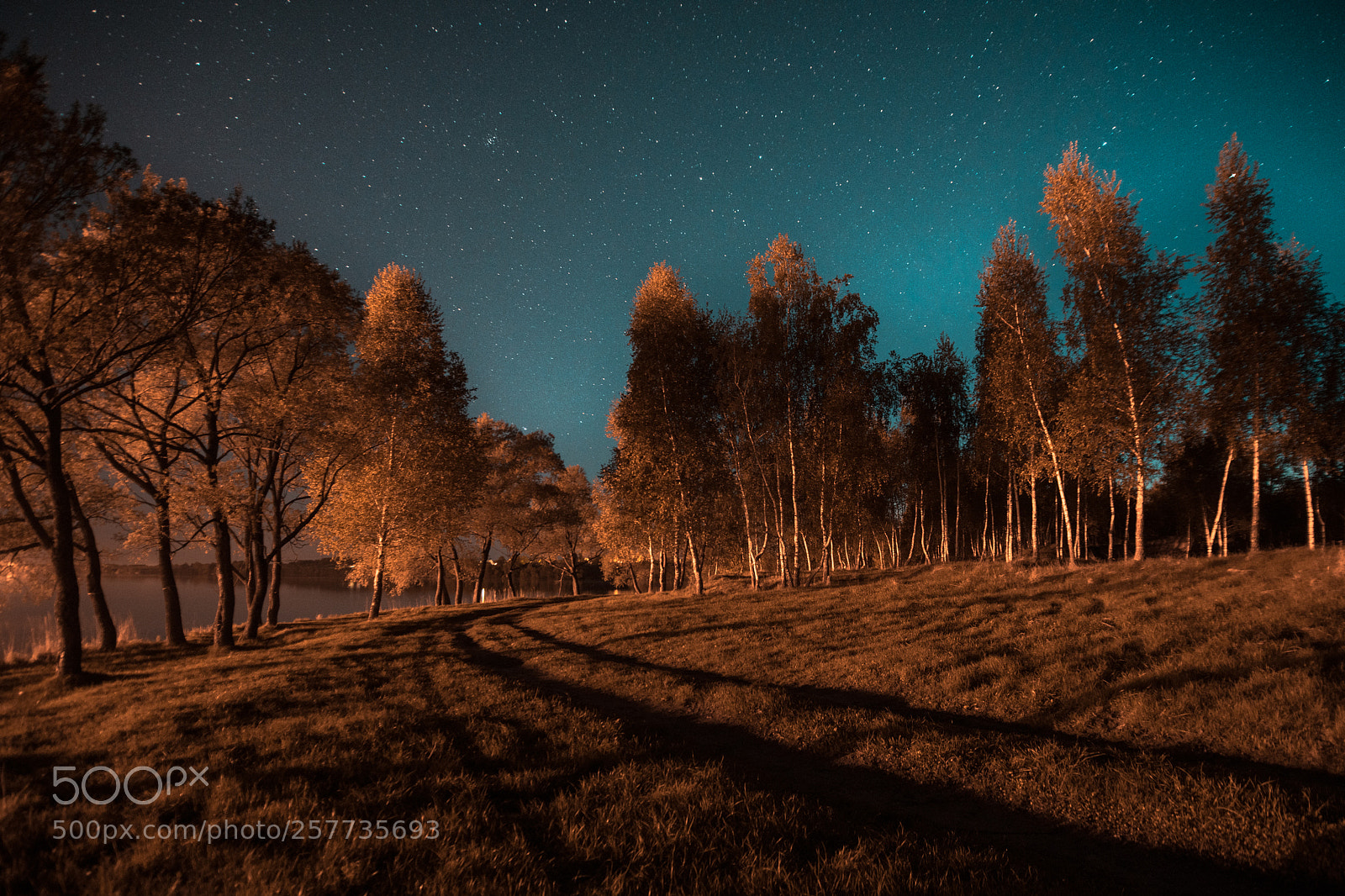 Nikon D850 sample photo. Blue star night photography