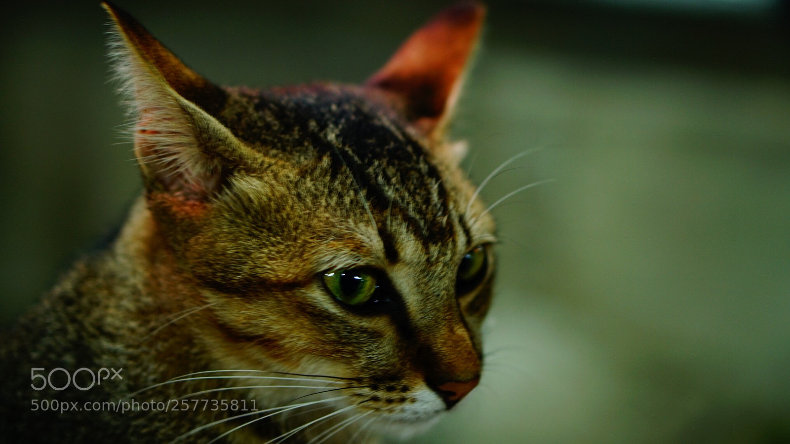 Sony a6300 sample photo. Untitled photography