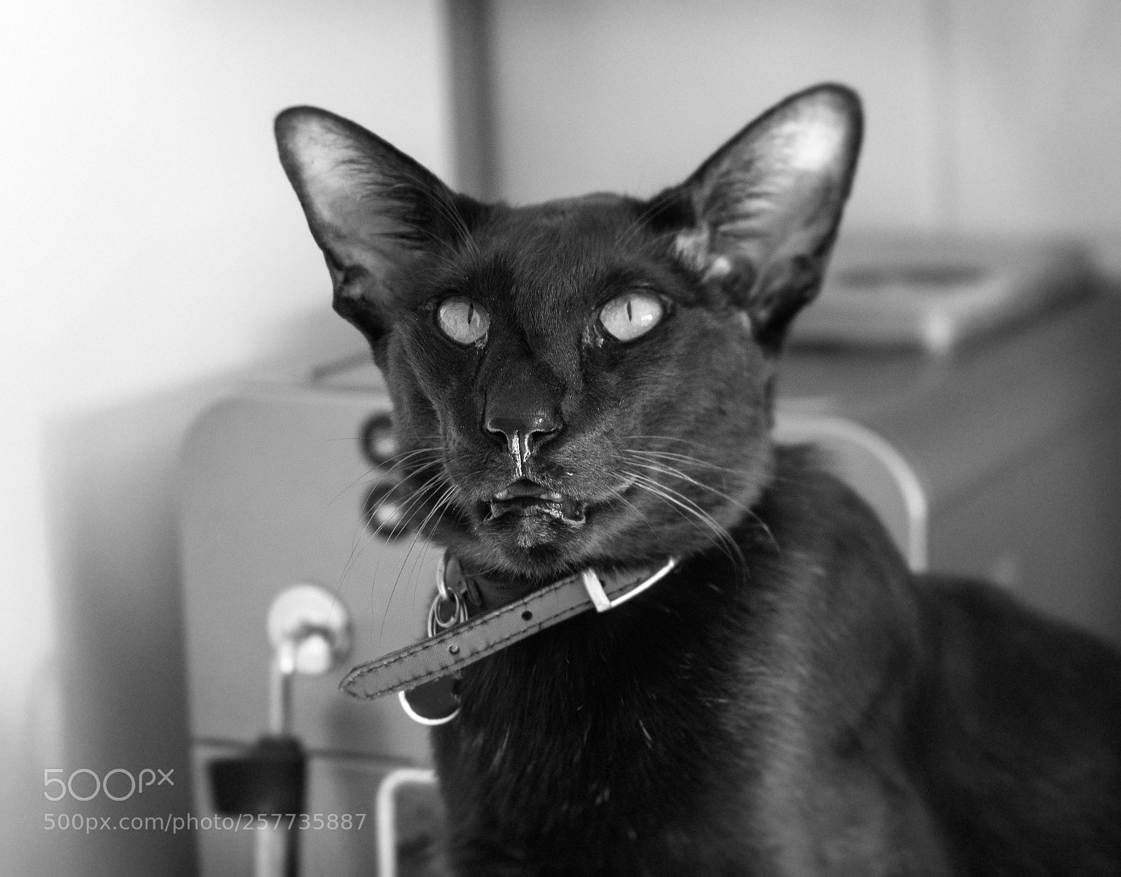 Fujifilm X-T2 sample photo. Hugo photography