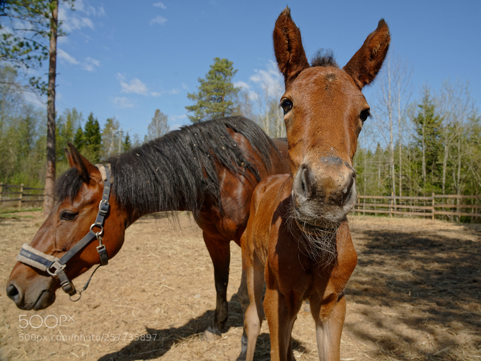 Sony a7R III sample photo. Hello, world! photography