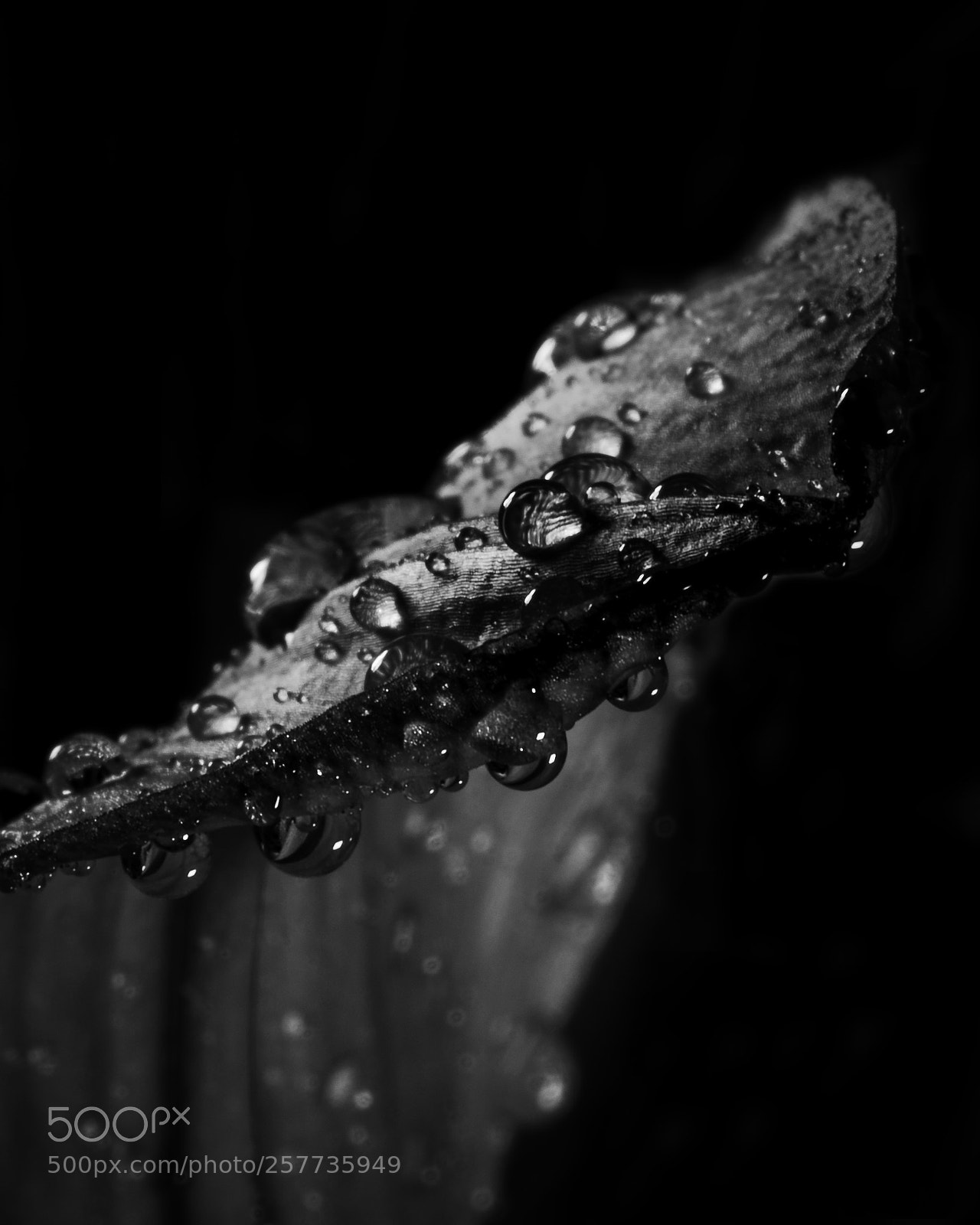 Canon EOS 5D Mark IV sample photo. Lily in black and photography