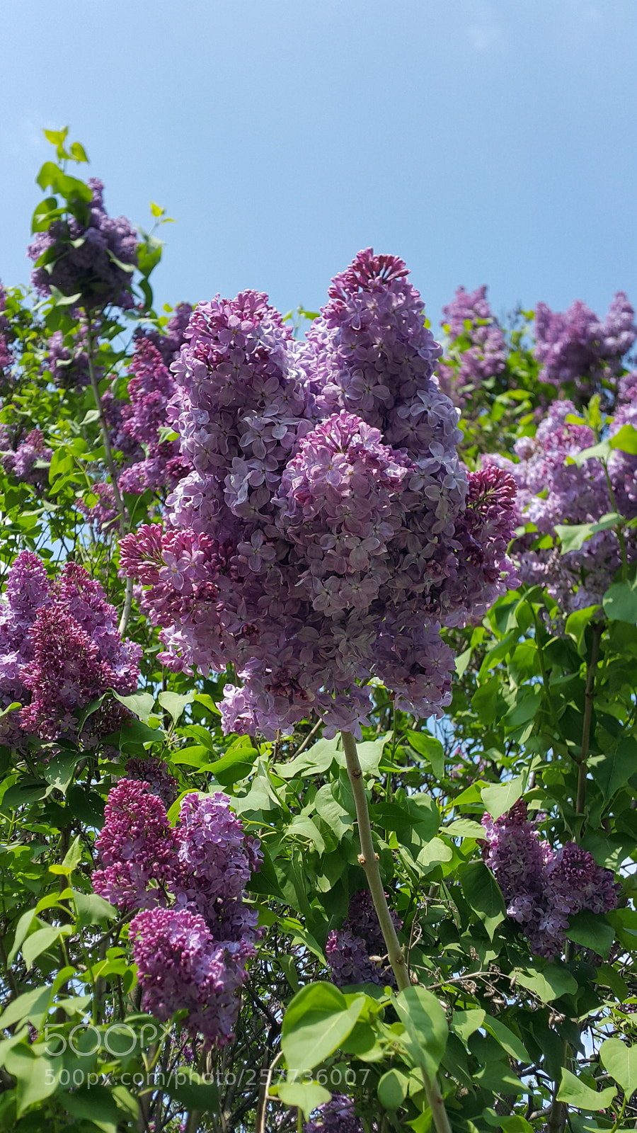 Samsung Galaxy Note4 sample photo. Lilac photography