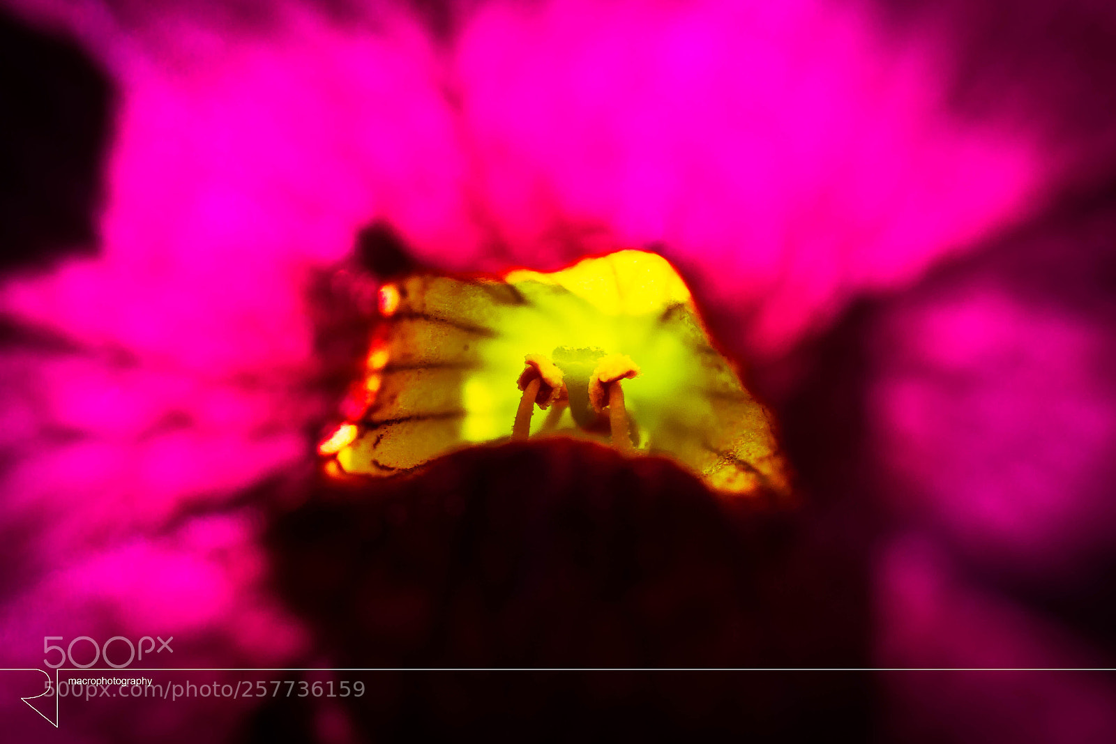Canon EOS 7D sample photo. Mouth of the flower  photography