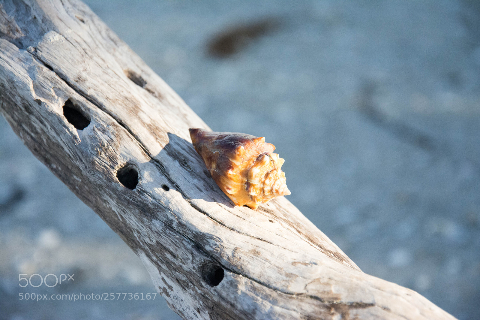 Nikon D7100 sample photo. Sea shell photography