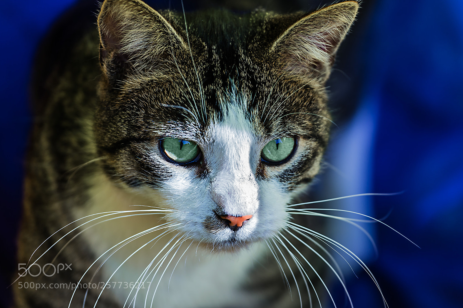 Canon EOS 6D sample photo. Filu. photography
