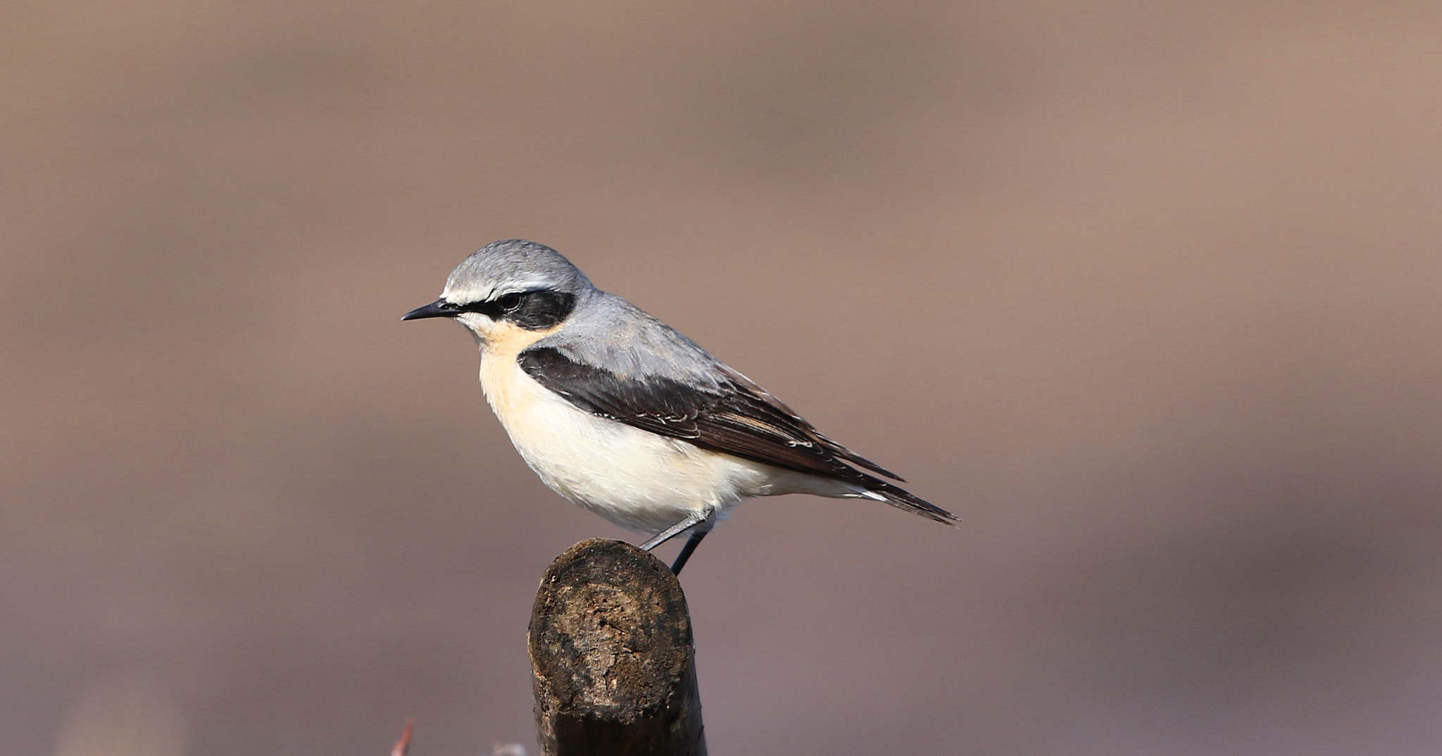 Canon EOS 7D Mark II sample photo. Male wheatear photography