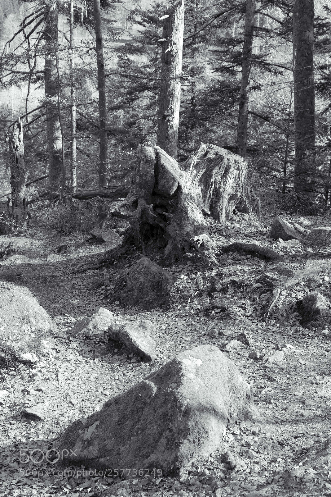Nikon D610 sample photo. Vosges photography