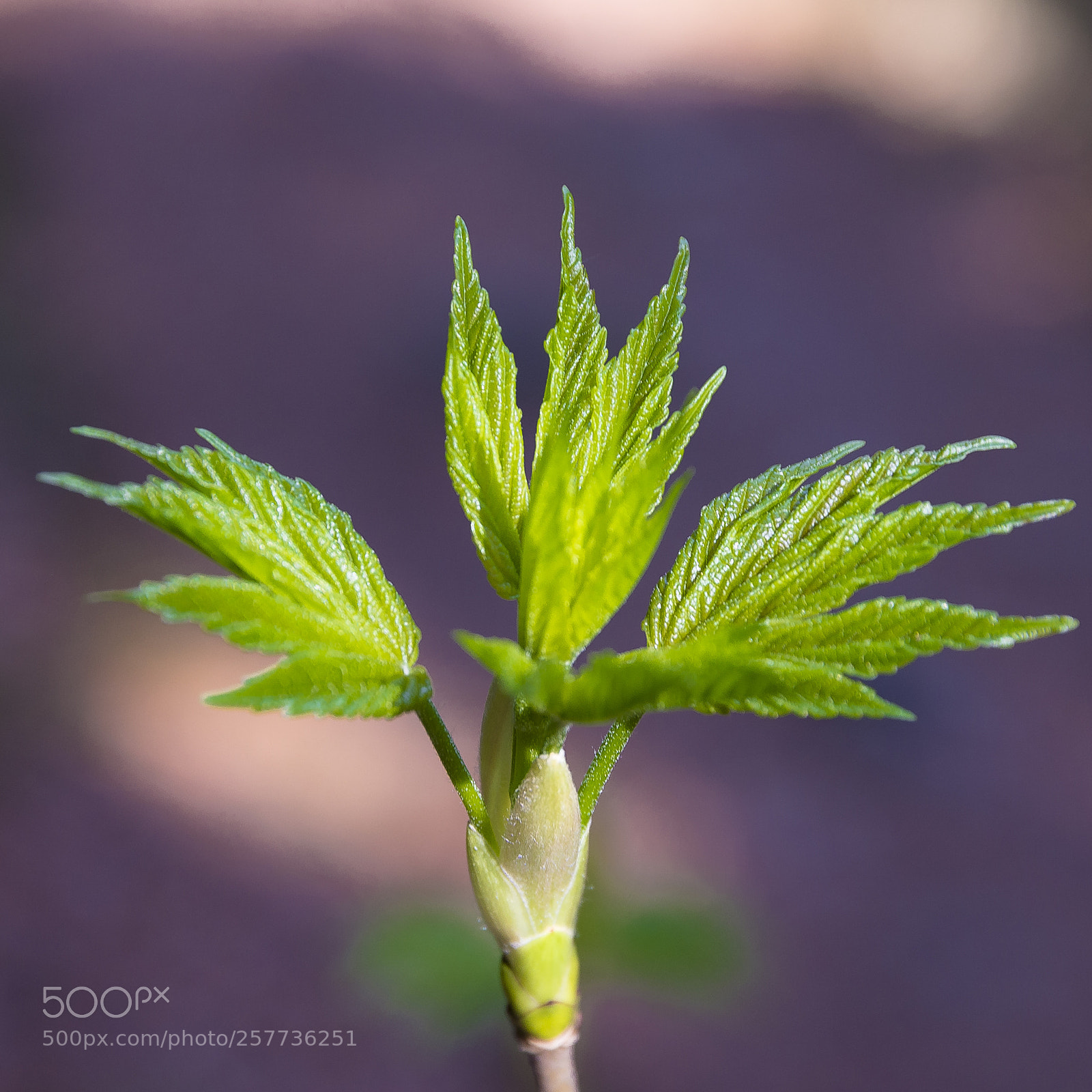 Nikon D610 sample photo. Vosges photography