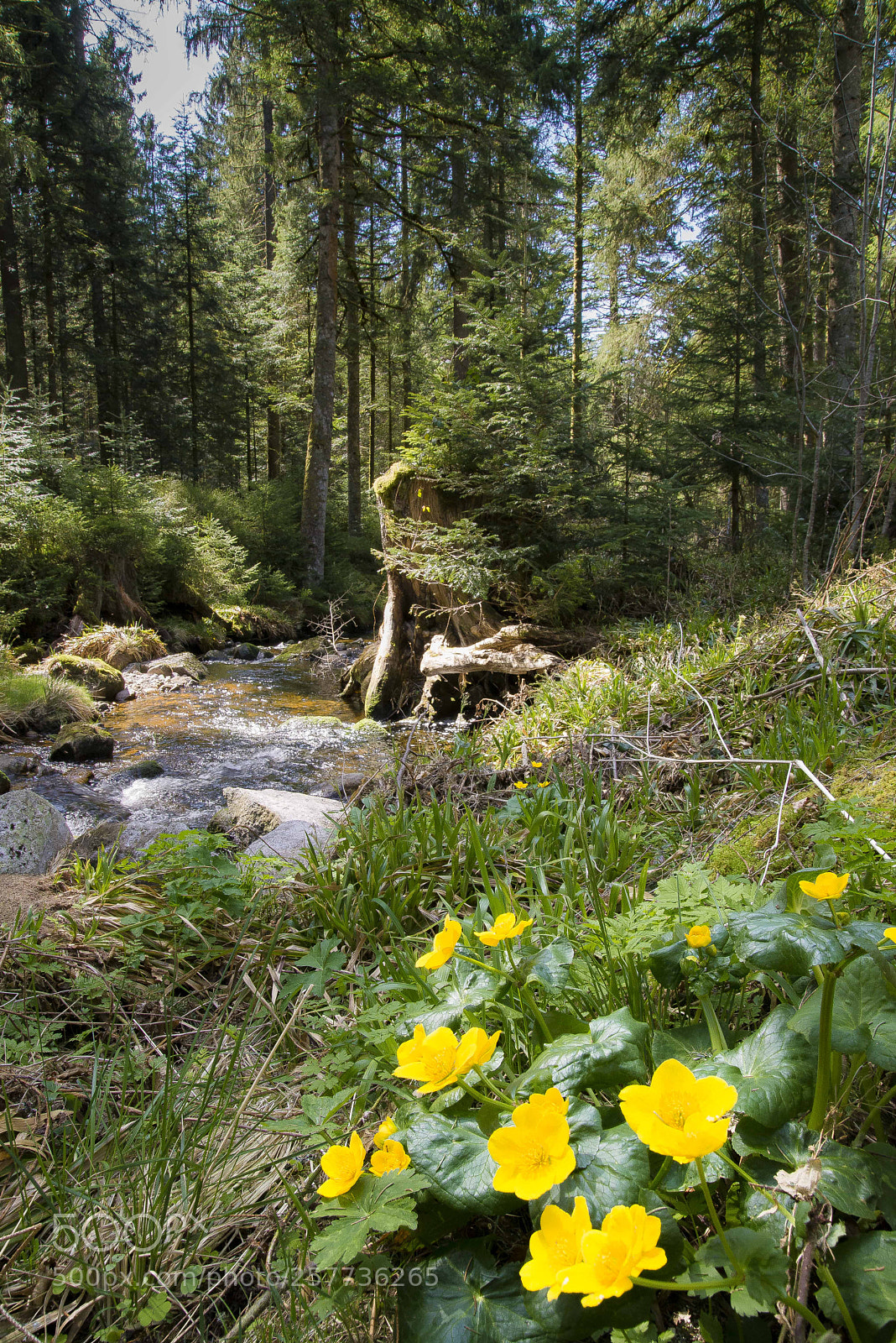 Nikon D610 sample photo. Vosges photography
