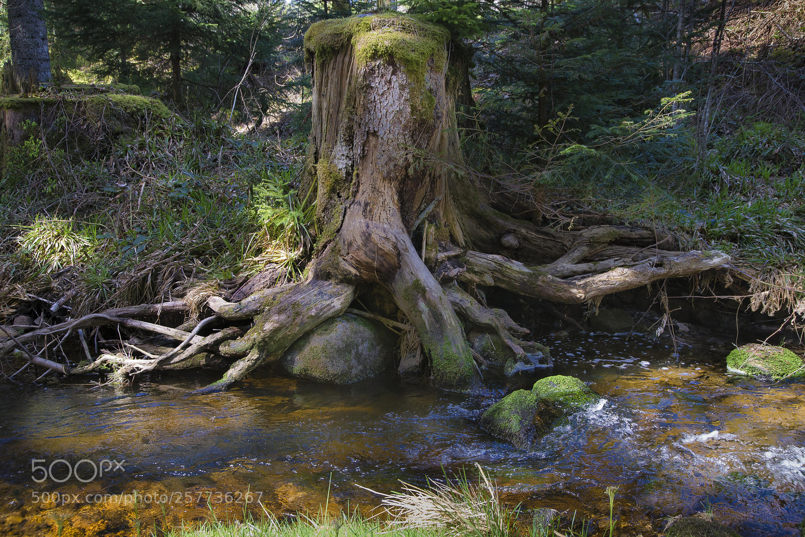 Nikon D610 sample photo. Vosges photography