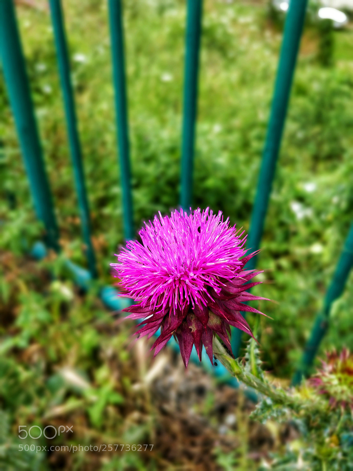OnePlus 5T sample photo. Pink rose photography