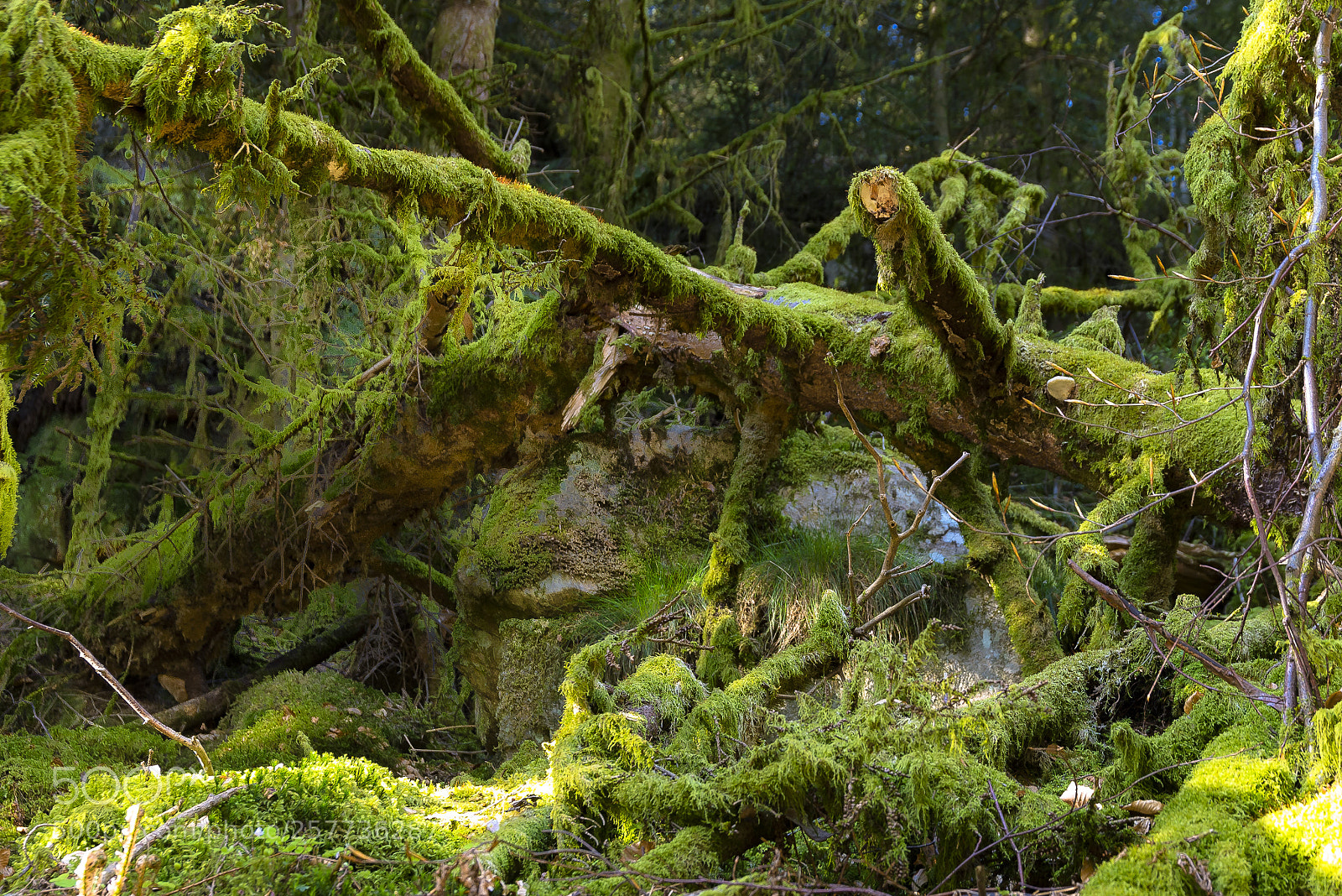 Nikon D610 sample photo. Vosges photography