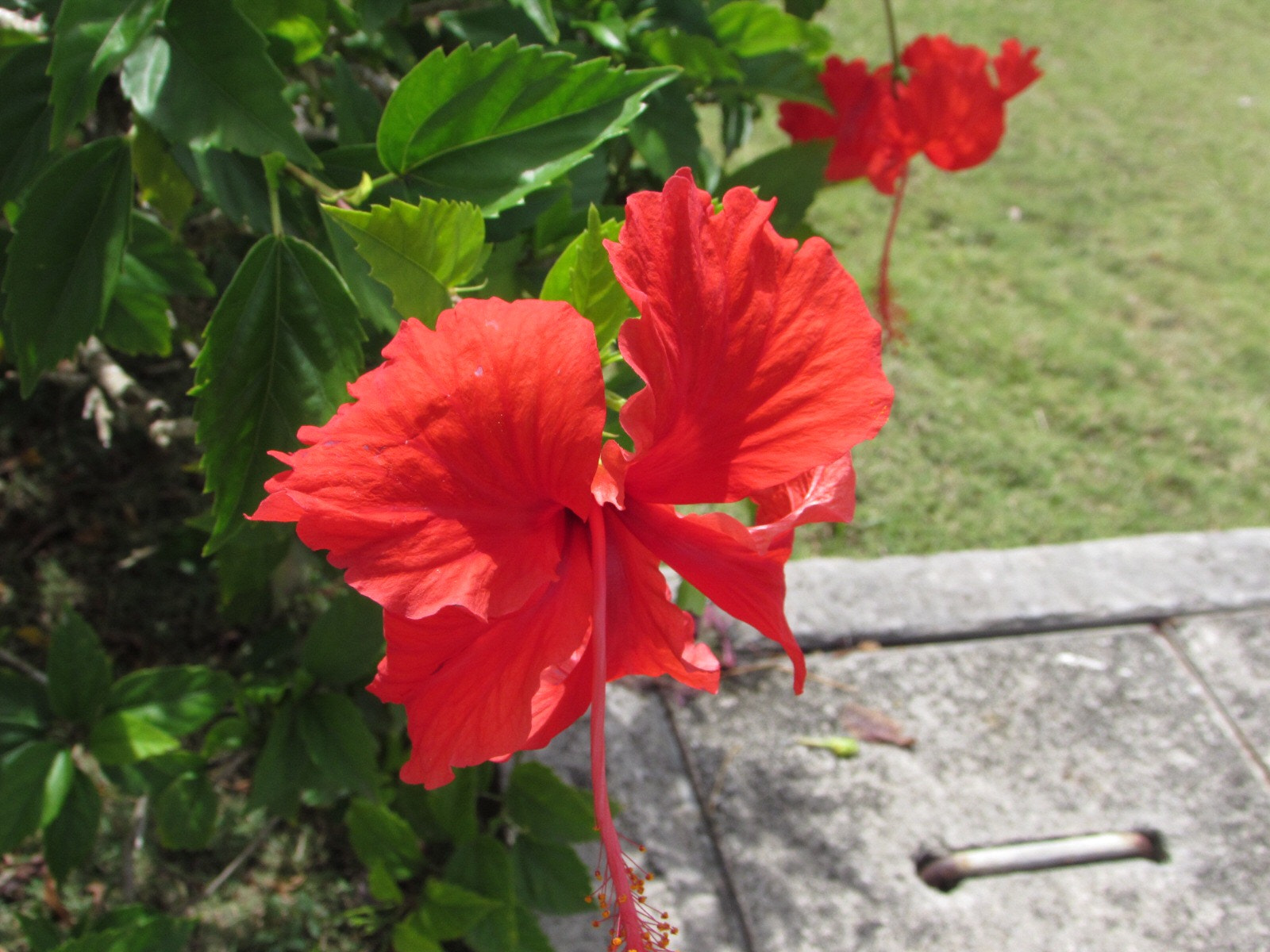 Canon PowerShot SX510 HS sample photo
