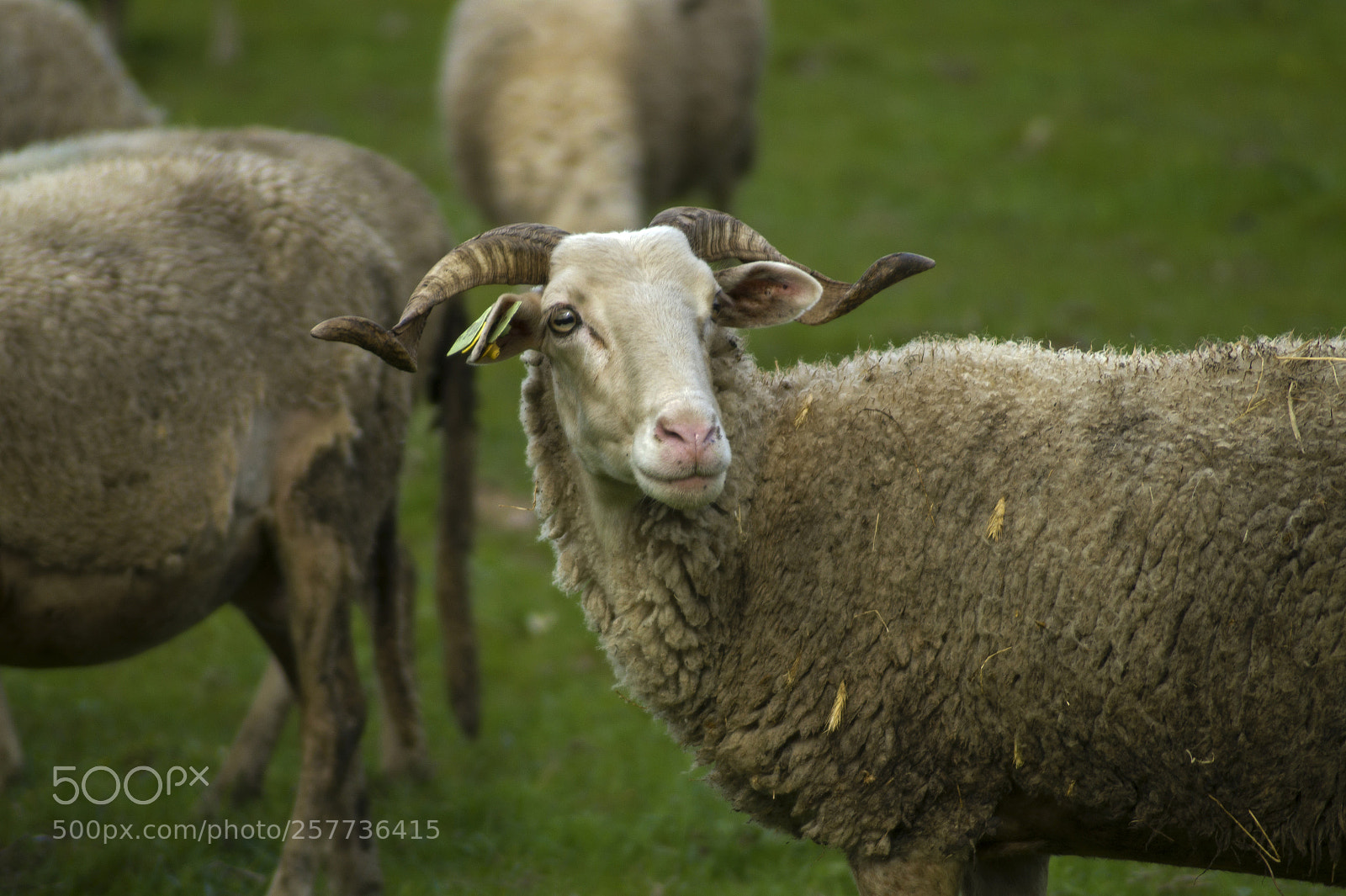 Sony SLT-A58 sample photo. Sheep photography