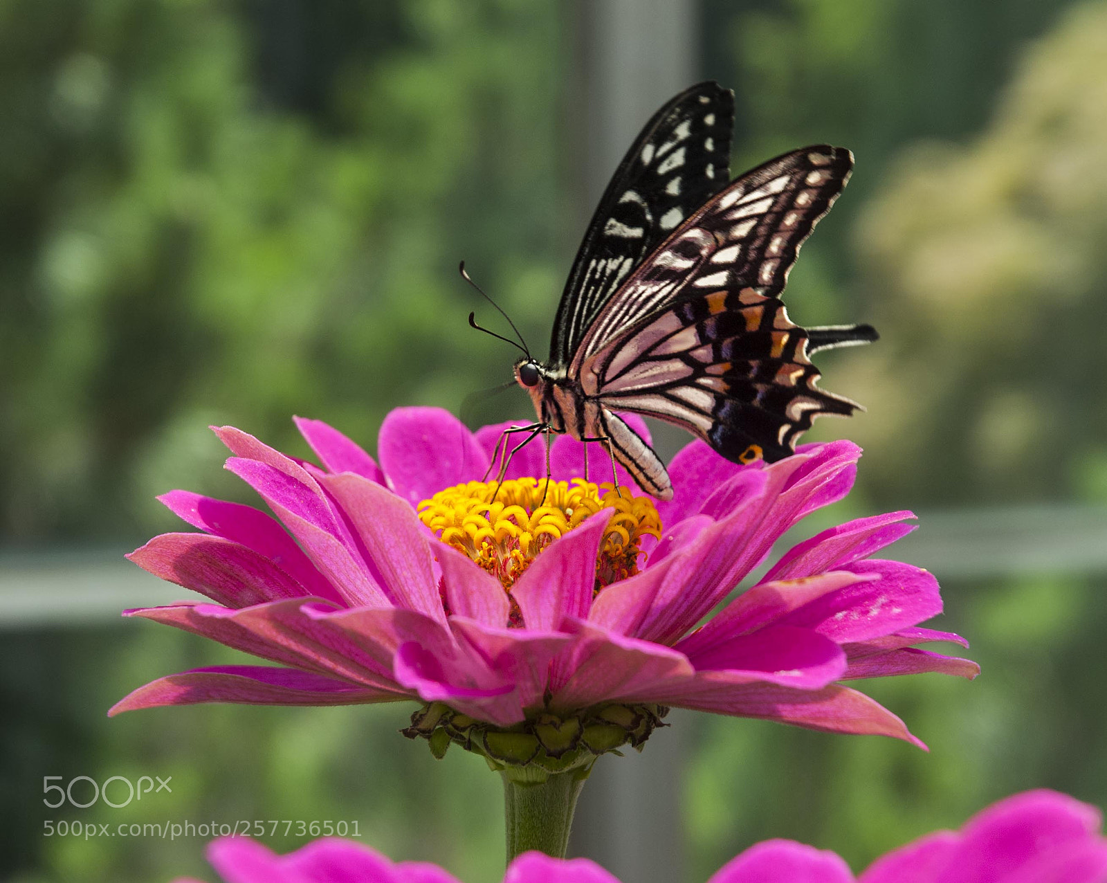 Nikon D200 sample photo. Unknown swallowtail photography