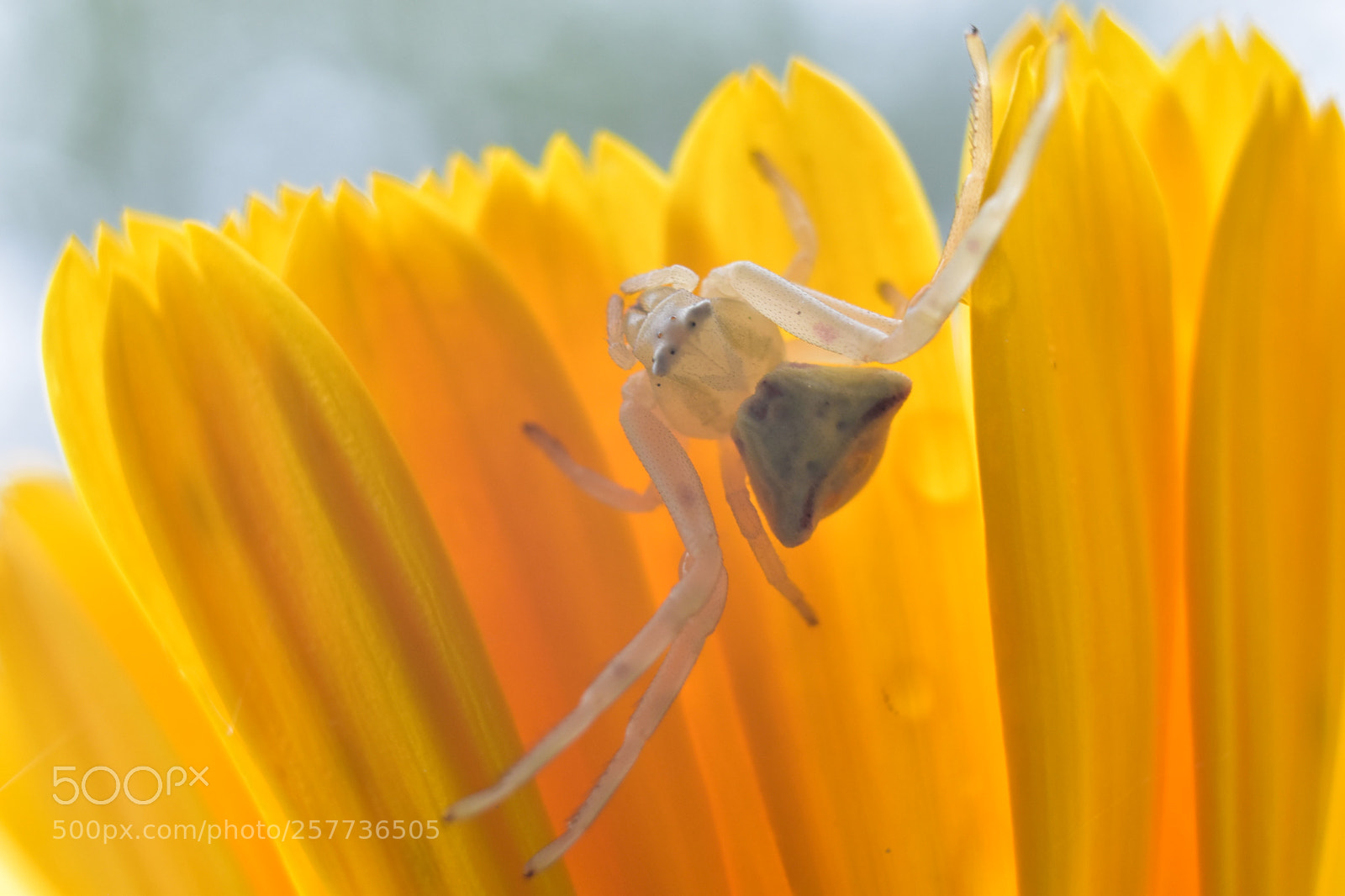 Nikon D5600 sample photo. Hanging spider photography