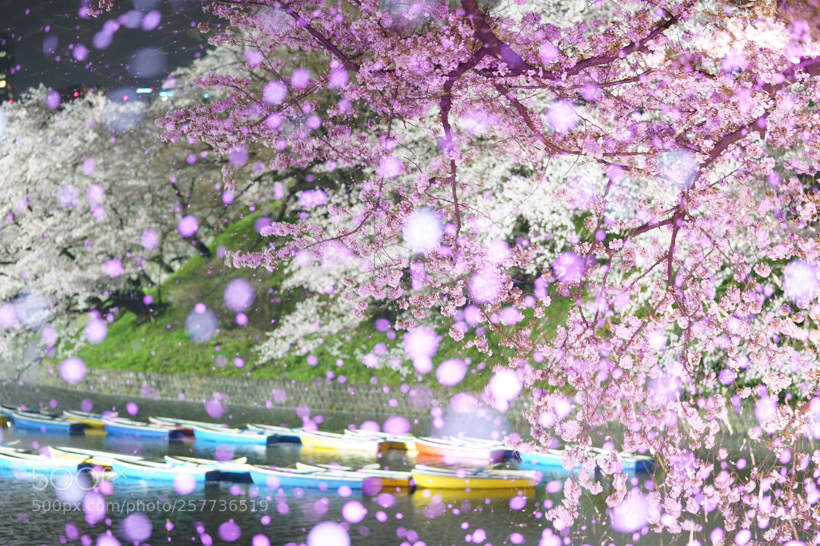 Sony a9 sample photo. Cherry blossoms photography
