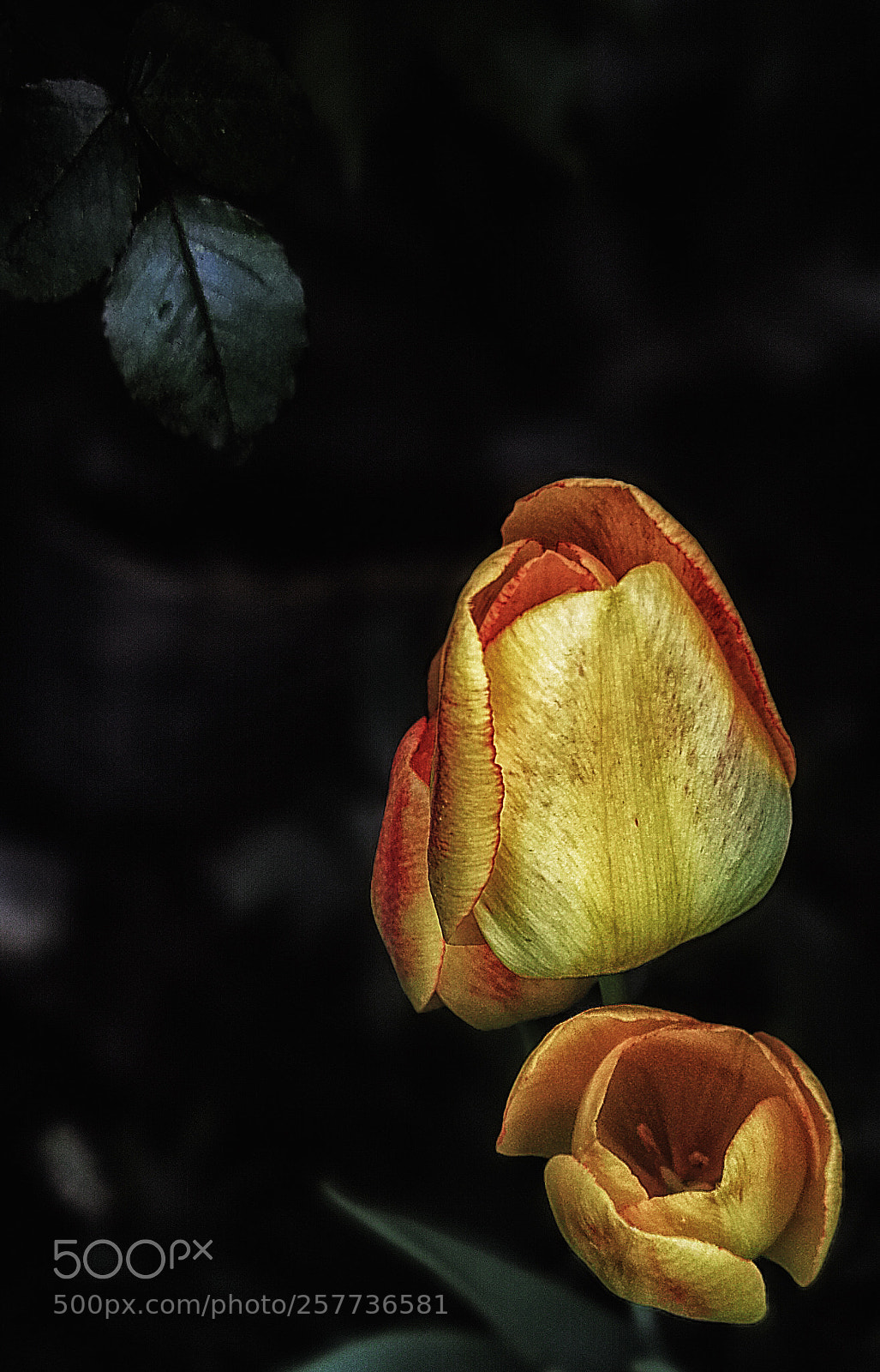 HUAWEI P10 Plus sample photo. Tulip photography