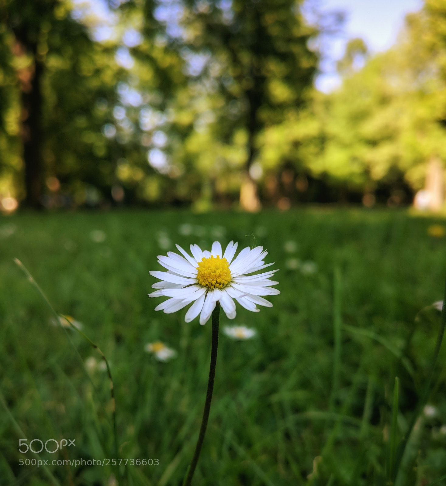 OnePlus A3003 sample photo. Kamille photography