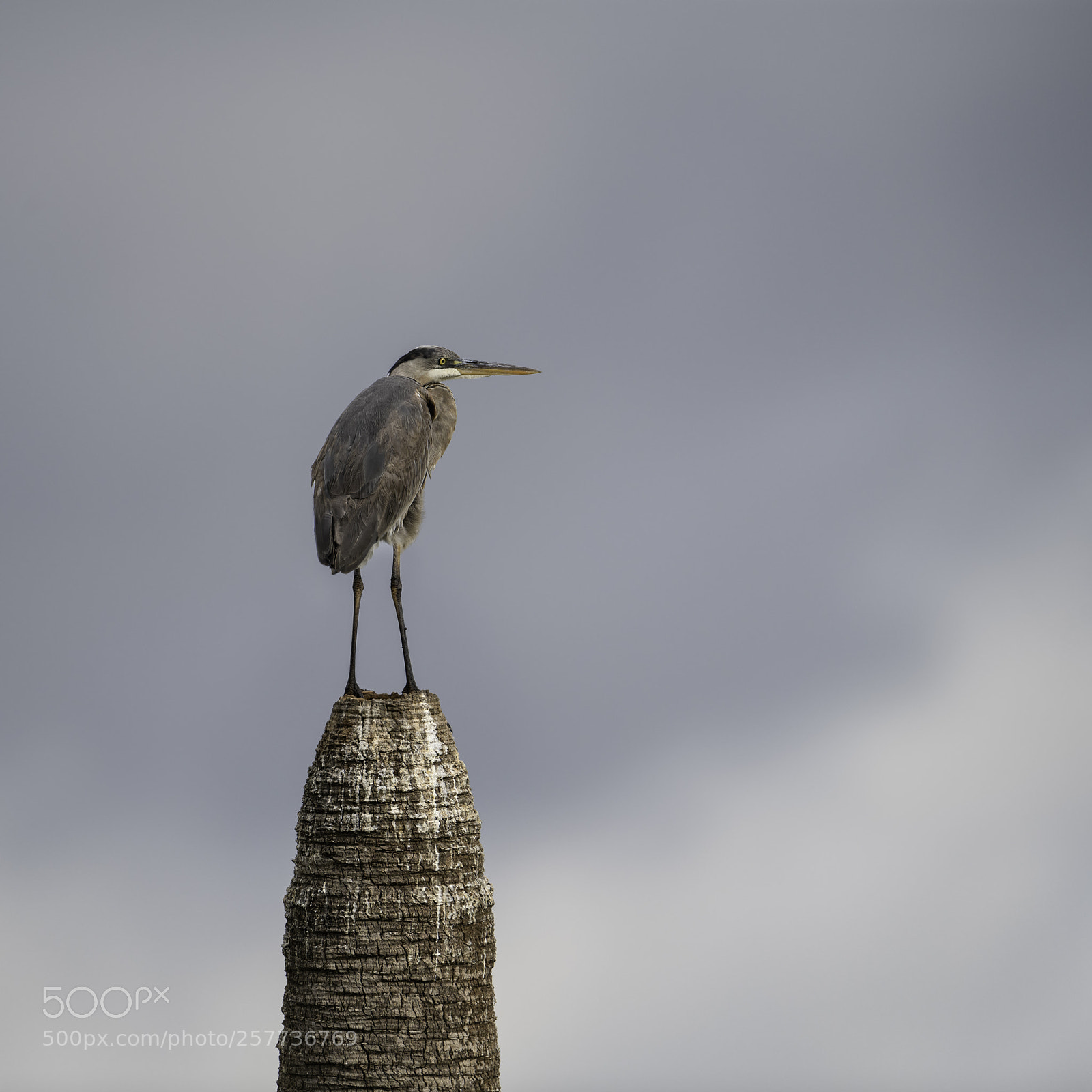 Nikon D850 sample photo. The sentinel... photography