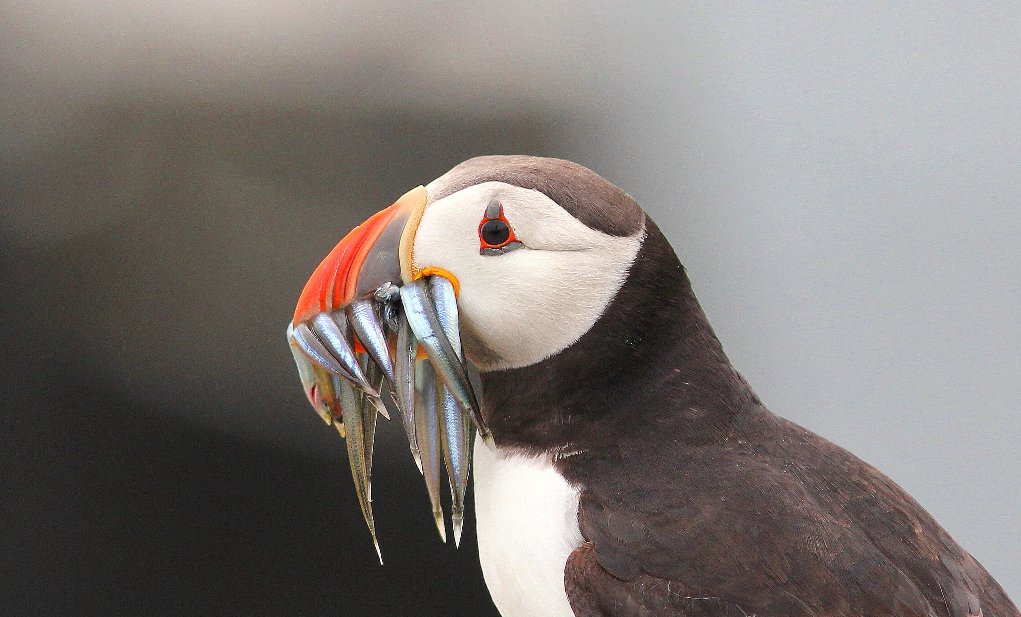 Canon EF 300mm F4L IS USM sample photo. What a mouthfull photography