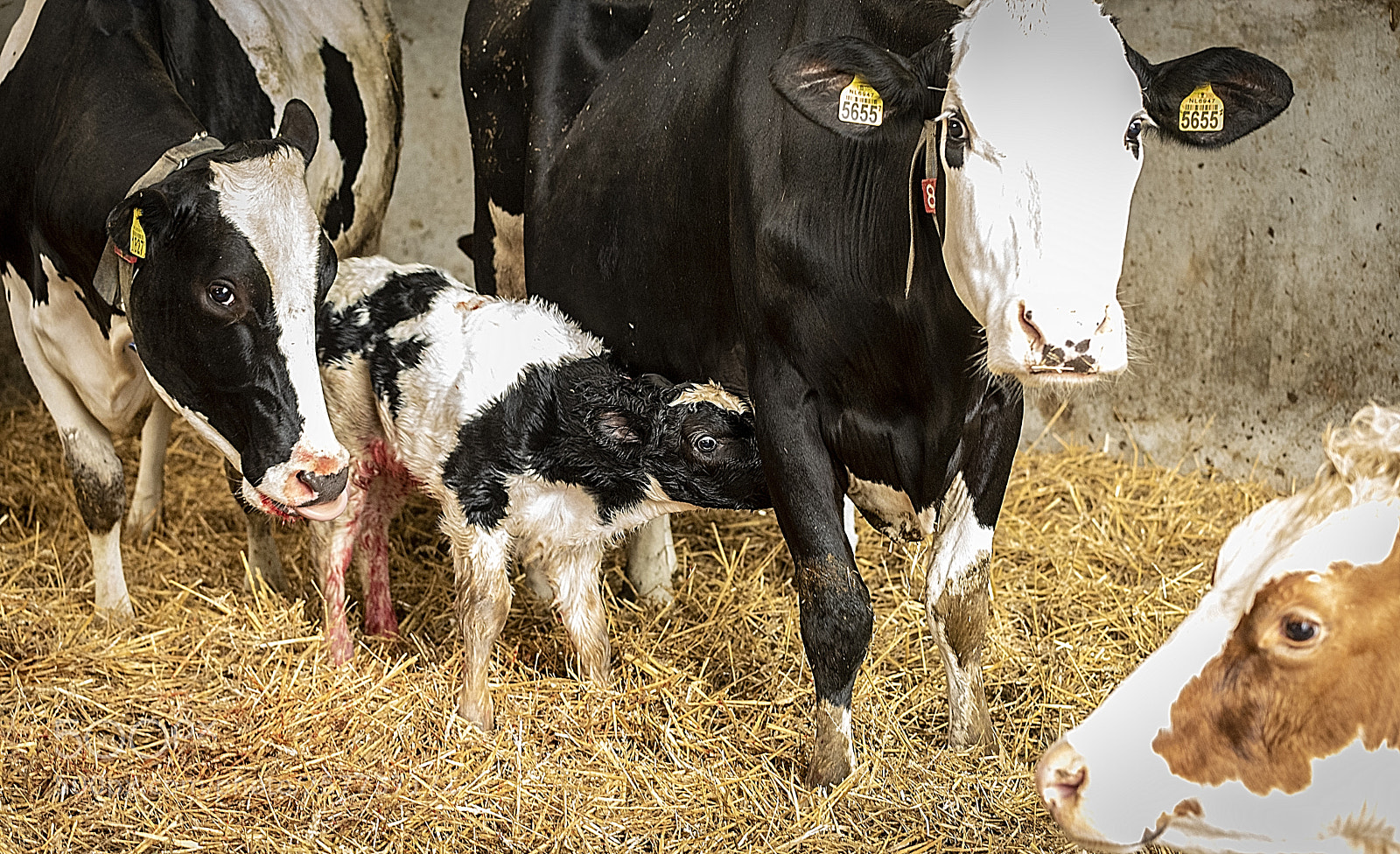 Nikon D750 sample photo. Family portret of cows photography
