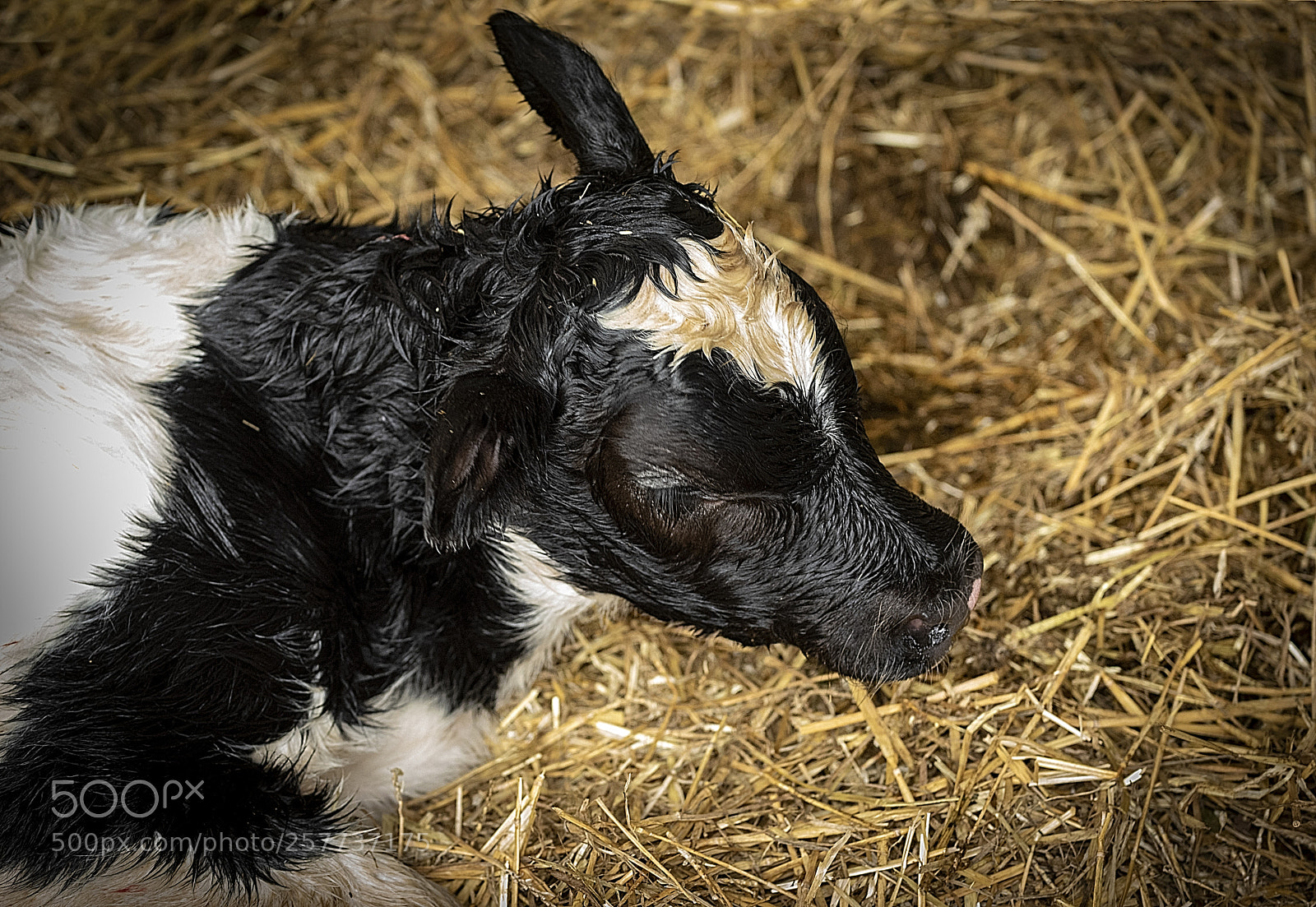 Nikon D750 sample photo. Newborn calf, deadtired. photography