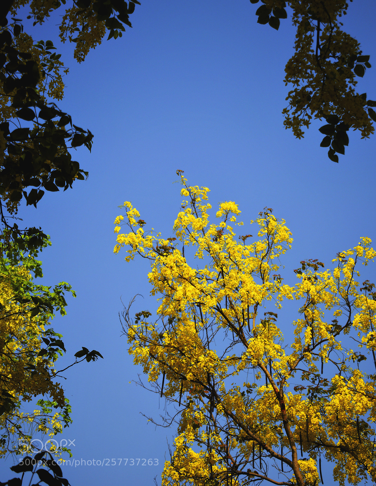 Nikon D3300 sample photo. Spring photography