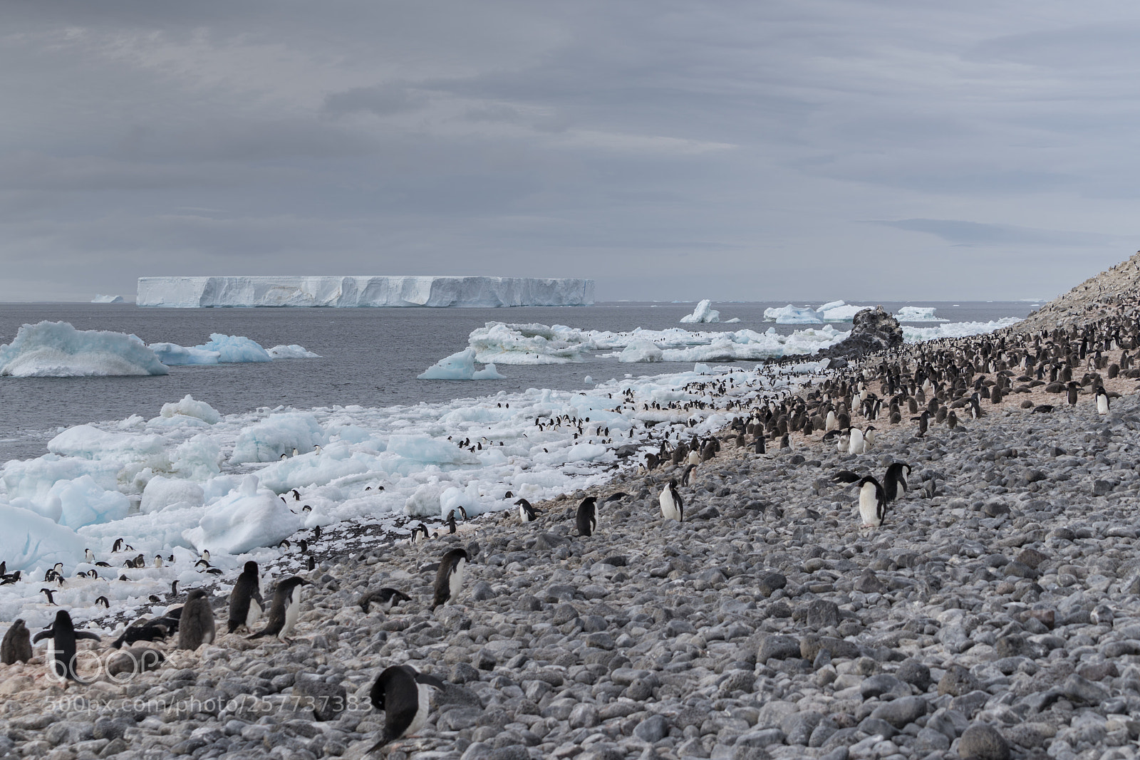 Sony a7R II sample photo. Paulet island photography