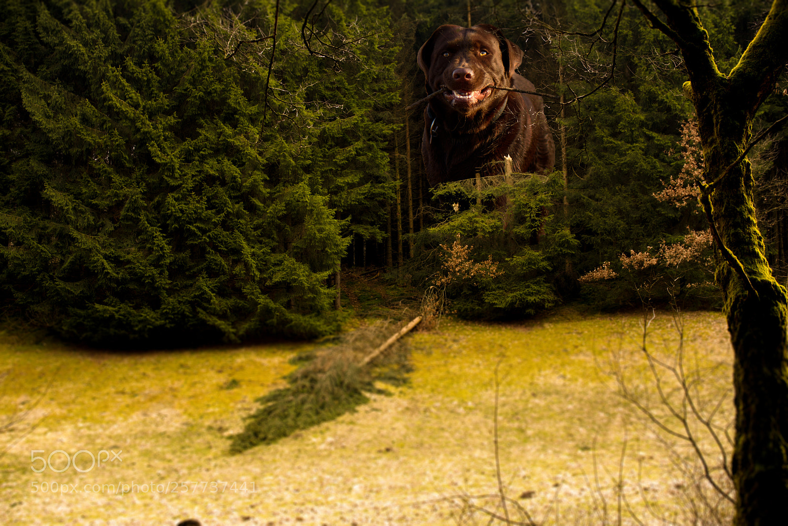 Nikon D750 sample photo. Kindling photography