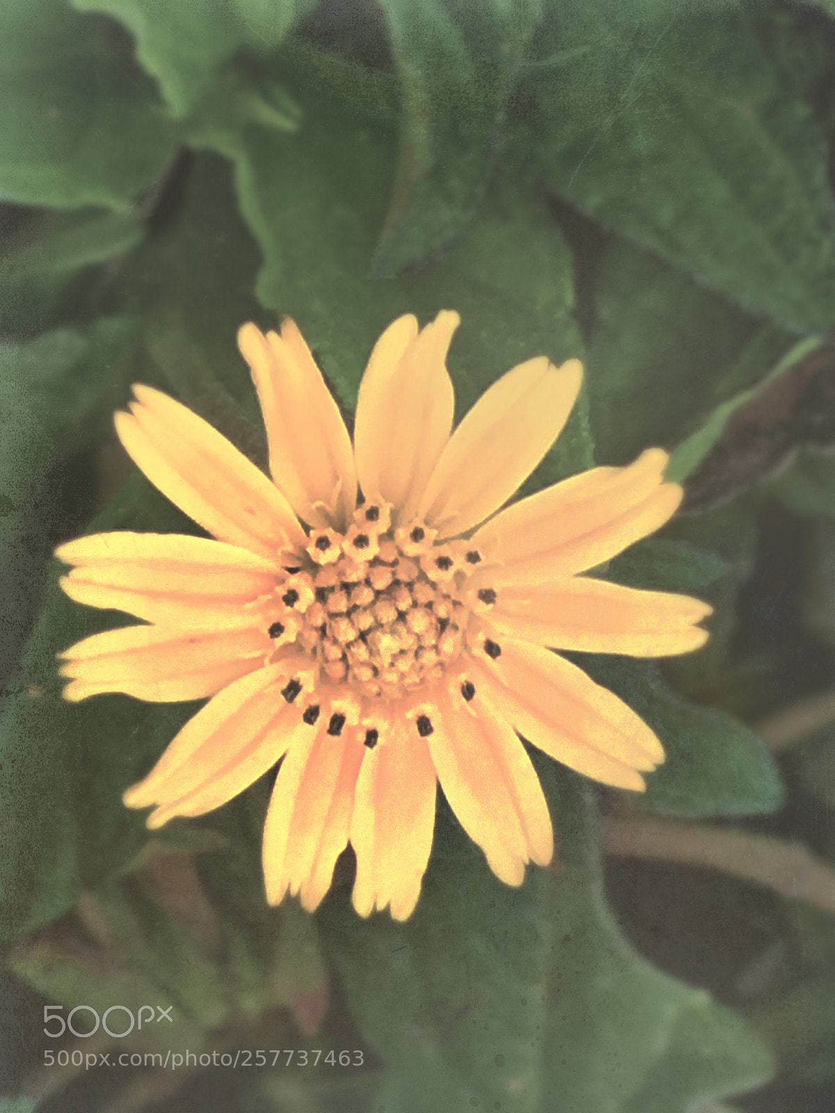 Apple iPhone SE sample photo. Flower pic photography