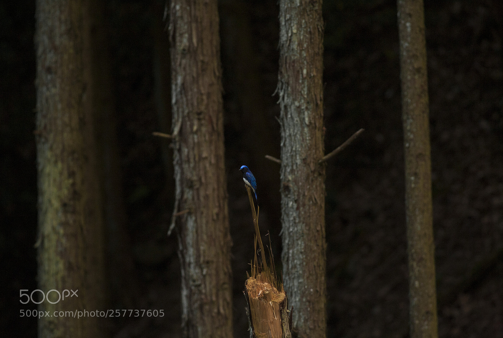 Canon EOS 5D sample photo. Lil' blue bird photography