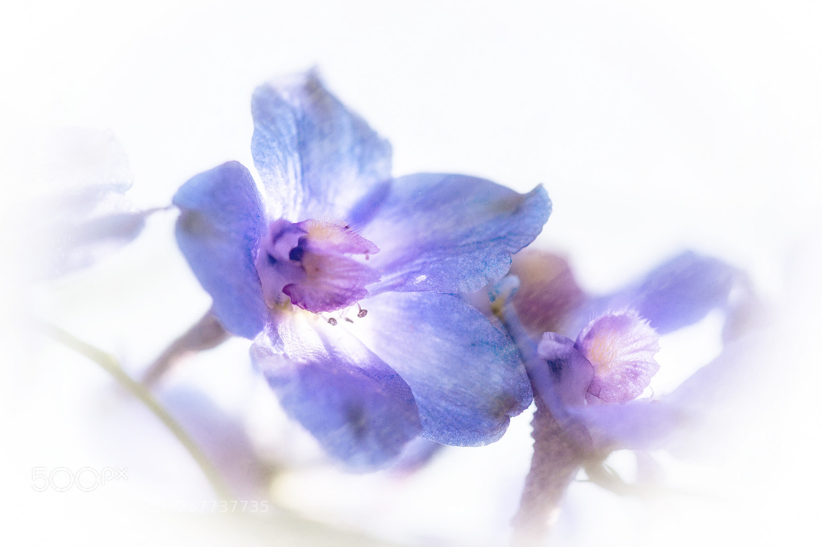 Nikon D4 sample photo. Painterly blues photography