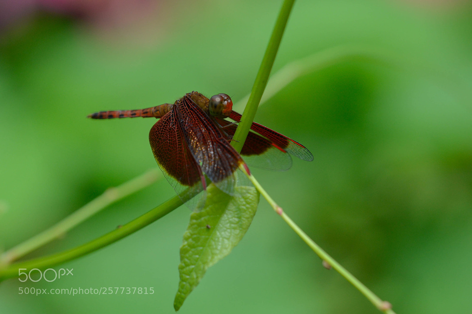 Nikon D600 sample photo. Red dragonfly photography