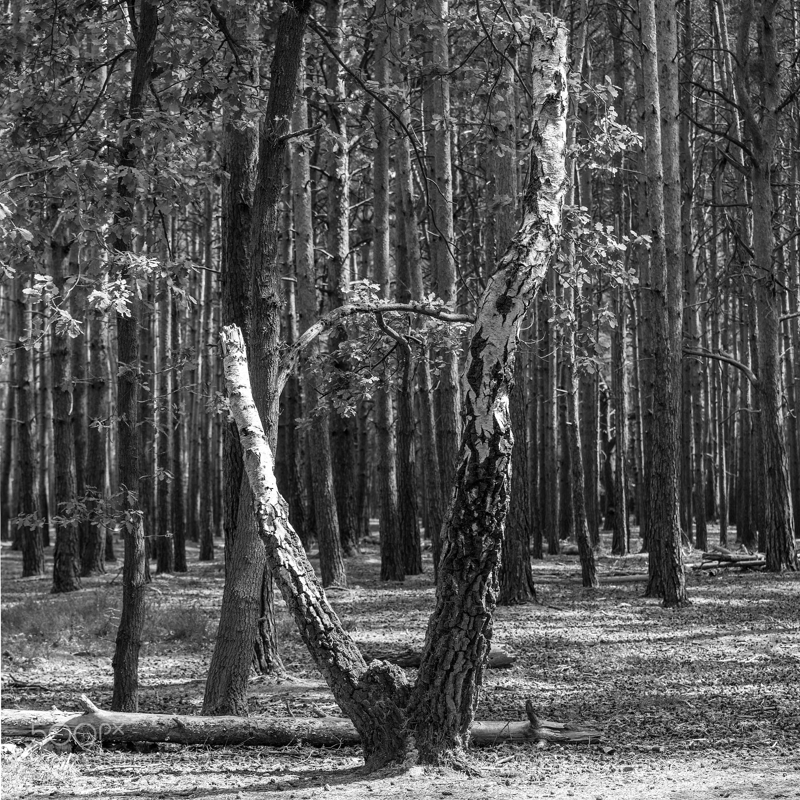 Nikon D850 sample photo. Who took my branches photography