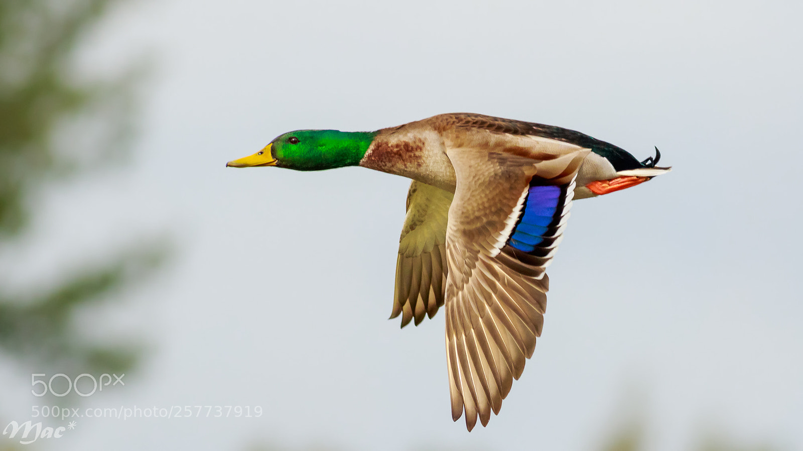 Canon EOS 7D Mark II sample photo. Mallard in flight photography