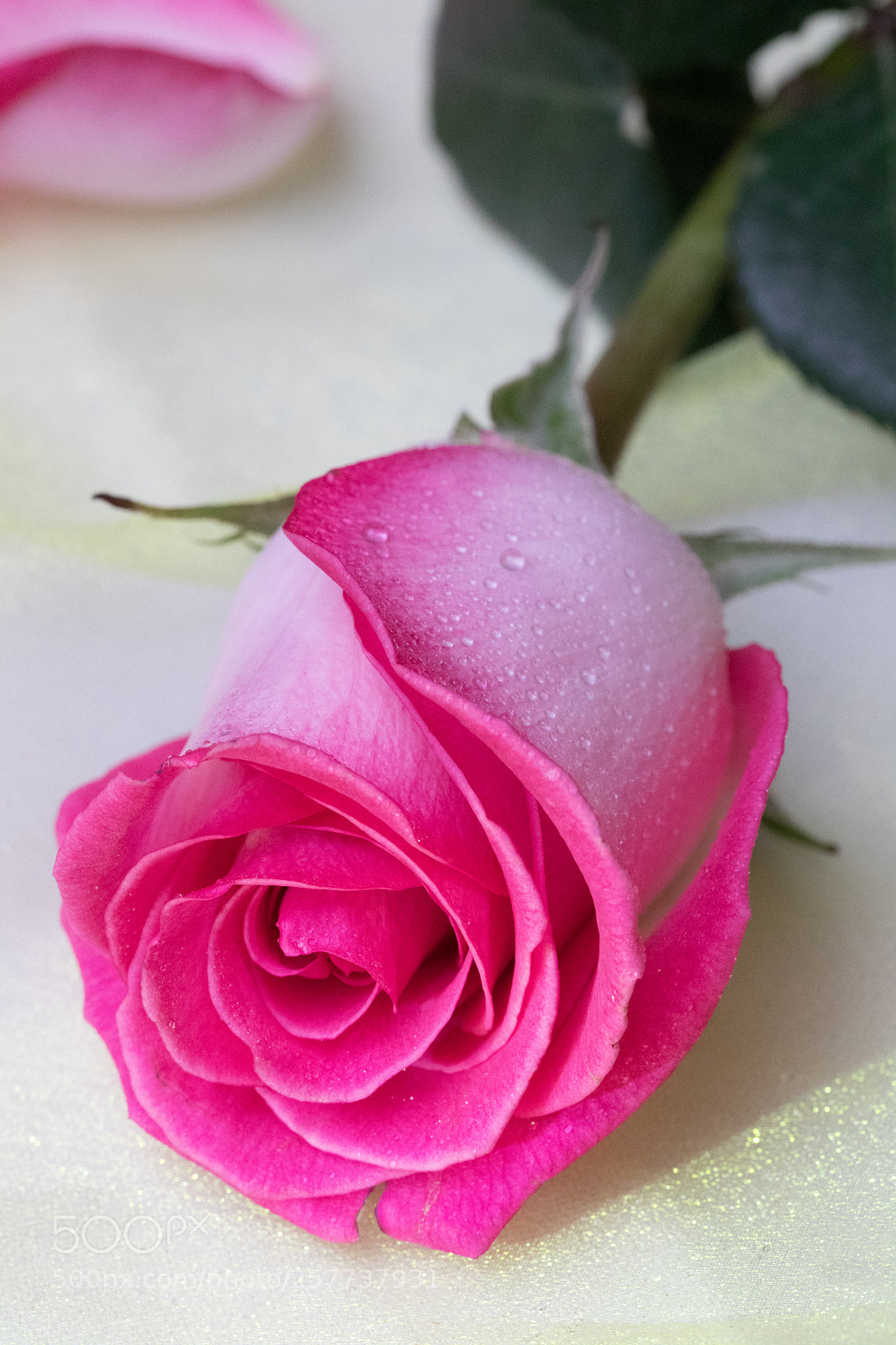 Canon EOS 5D Mark IV sample photo. Long stem rose photography