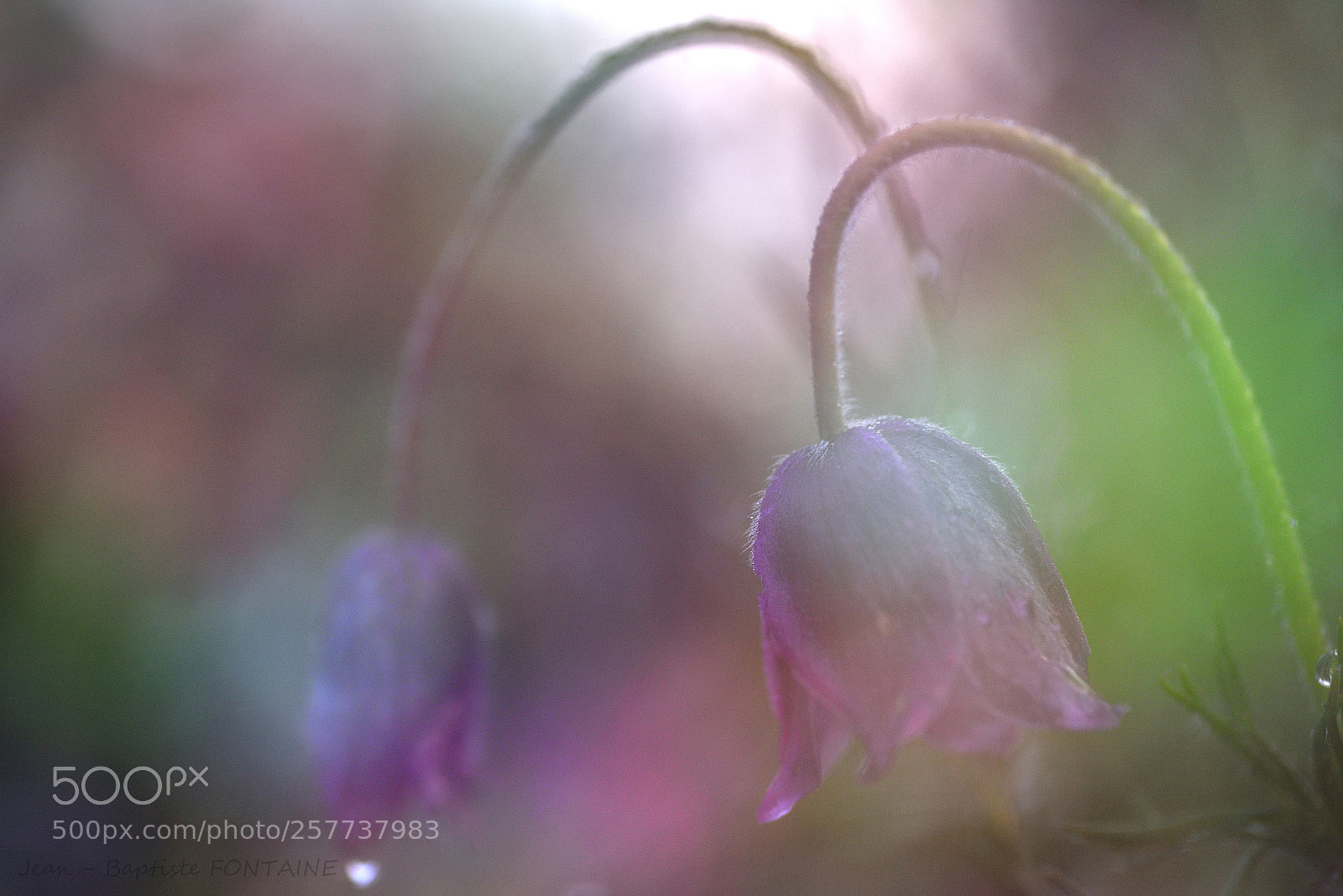Nikon D750 sample photo. Constellation pulsatilla photography