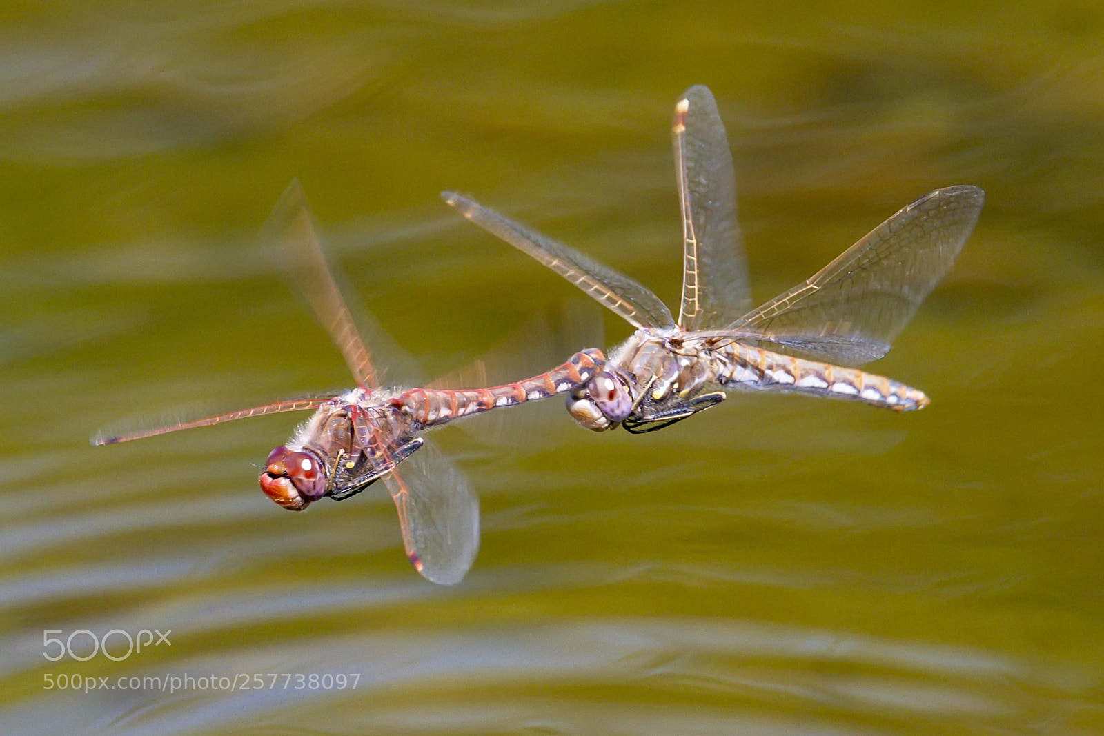 Nikon D850 sample photo. Wandering gliders in mid-air photography