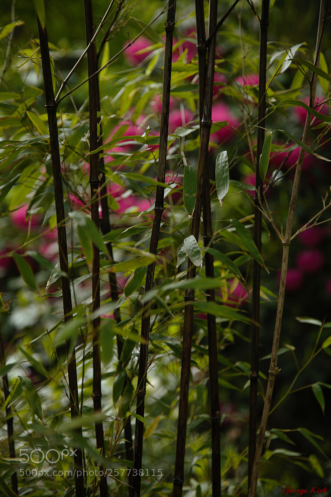 Canon EF 24-105mm F4L IS USM sample photo. No through road photography