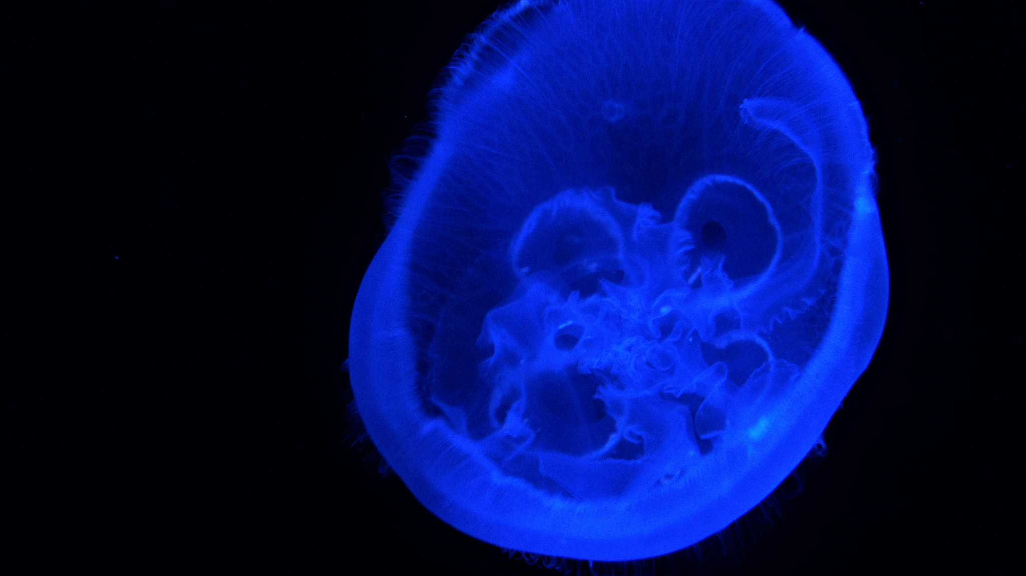 Sony Alpha NEX-5 sample photo. Jelly fish photography