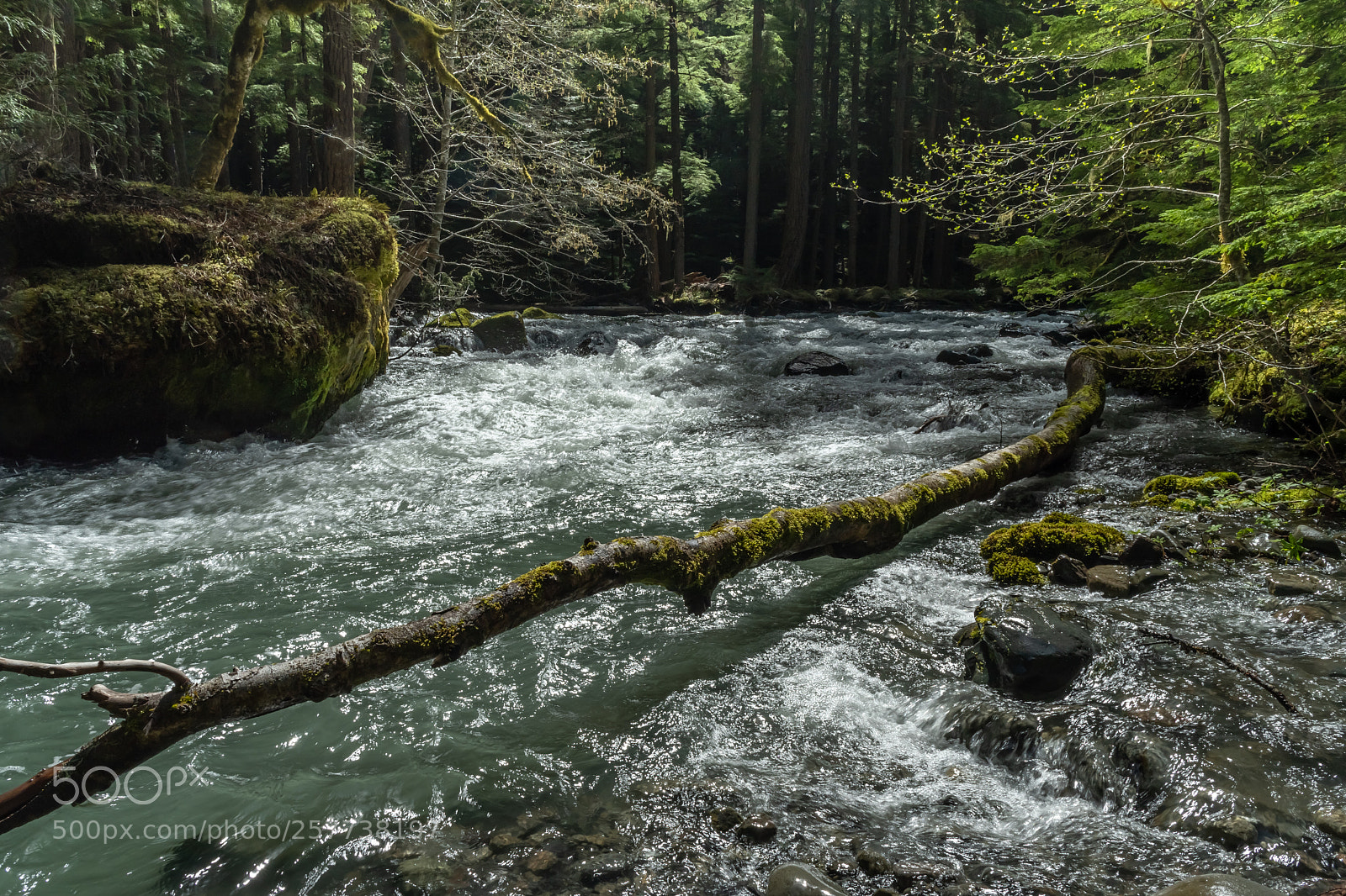 Nikon D500 sample photo. Forest light photography